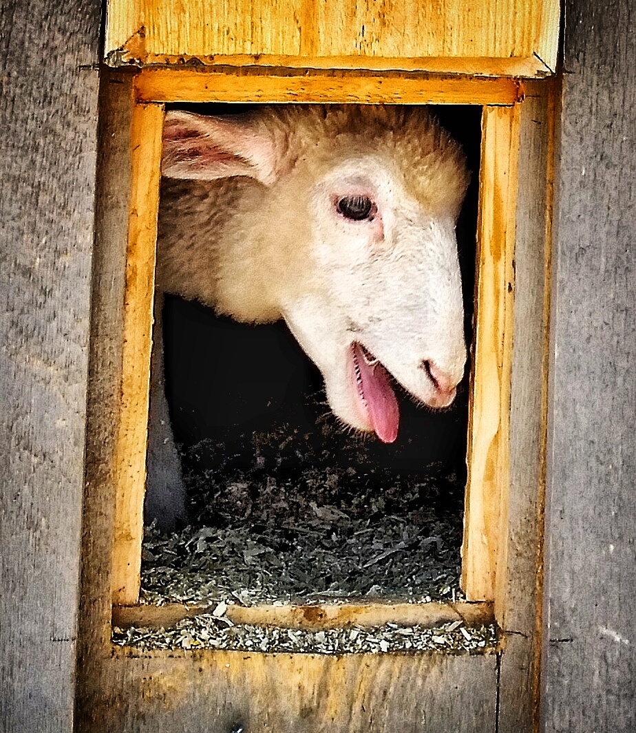 lamb in coop.jpg