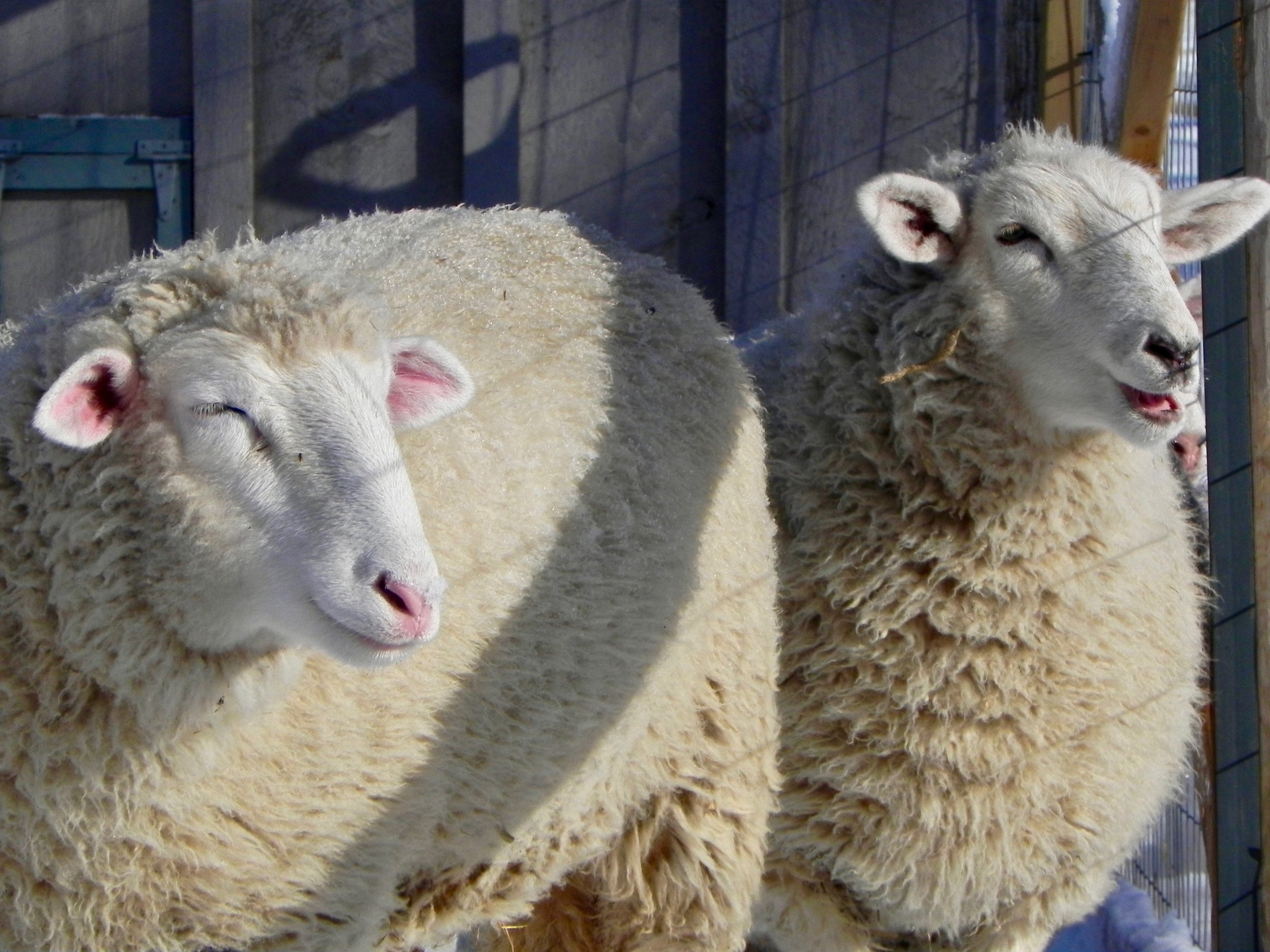 lambs winter 2.jpg