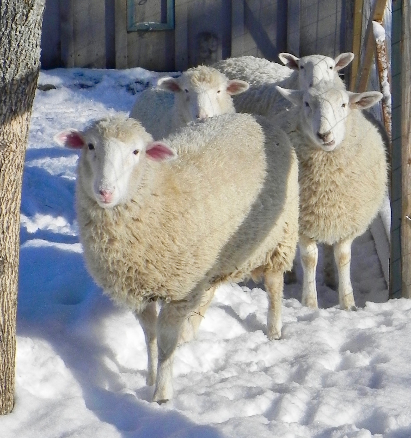 lambs winter.jpg