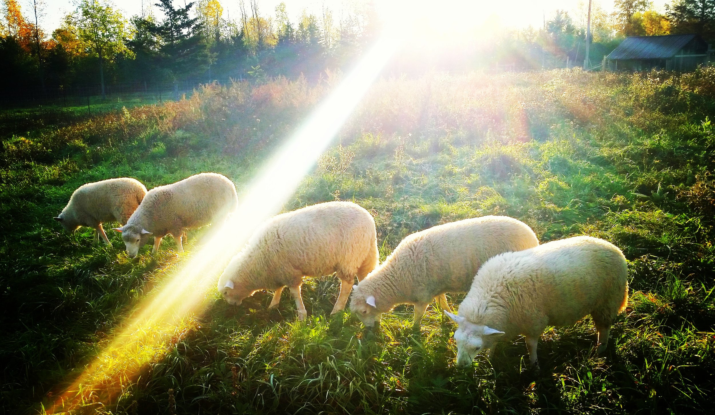 Lambs dramatic.jpeg