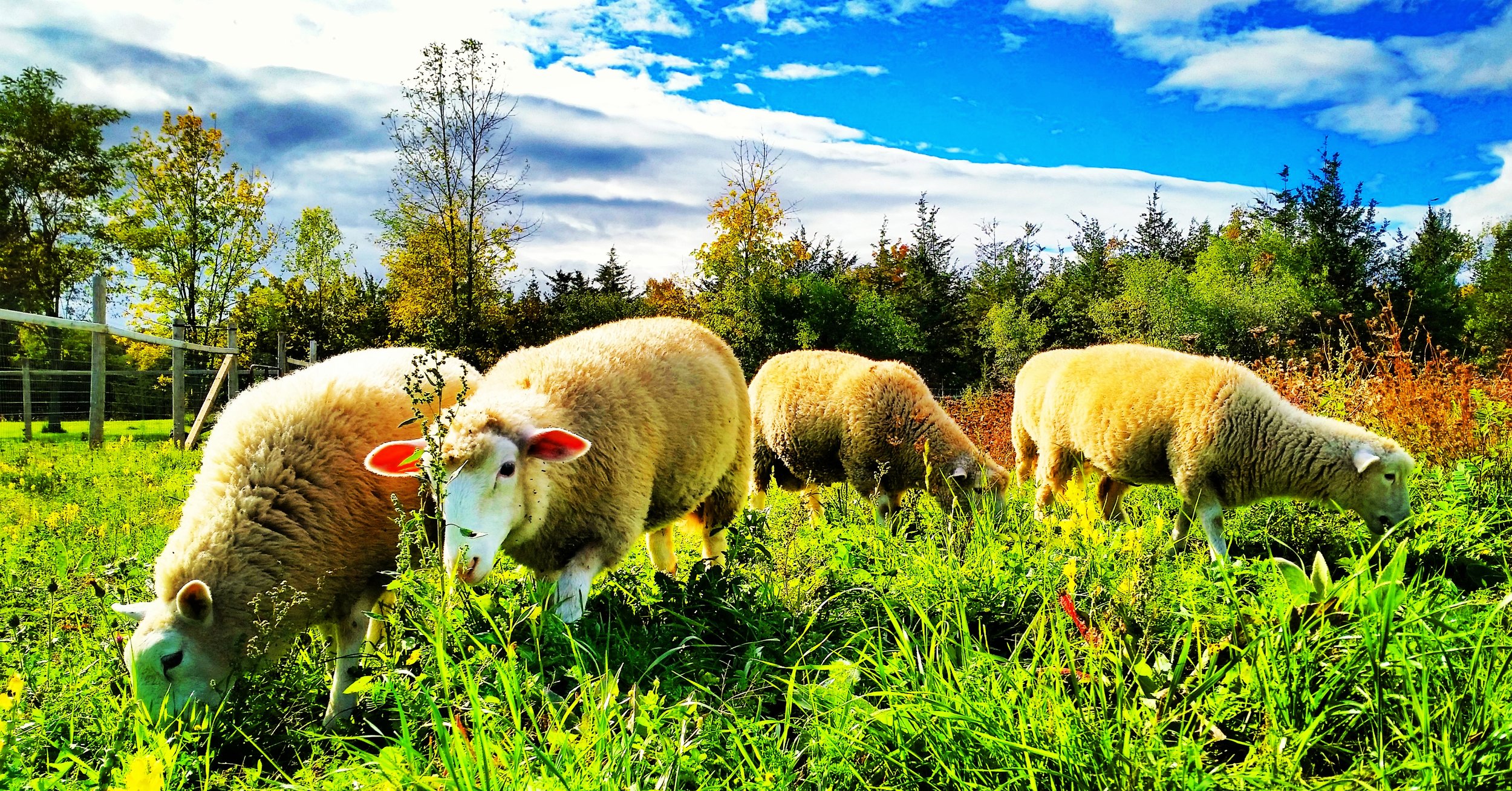 summer lambs.jpeg