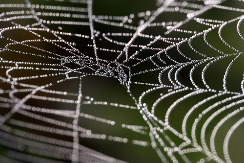 spider-web-2-lisa-gillispie