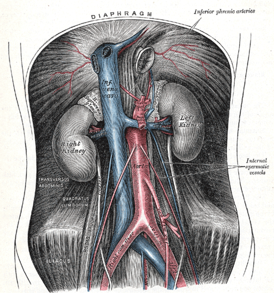 Kidney with psoas.png