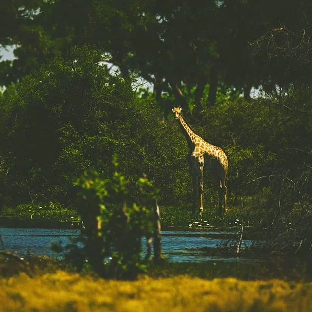 We live in a magic world surrounded by such natural beauty.  We need to focus on protecting it. #protectwildlife #wildlifephotographer #wildlifeconservation #nationalgeographic #girafe #picoftheday #instagood #shootpicturesnotanimals
