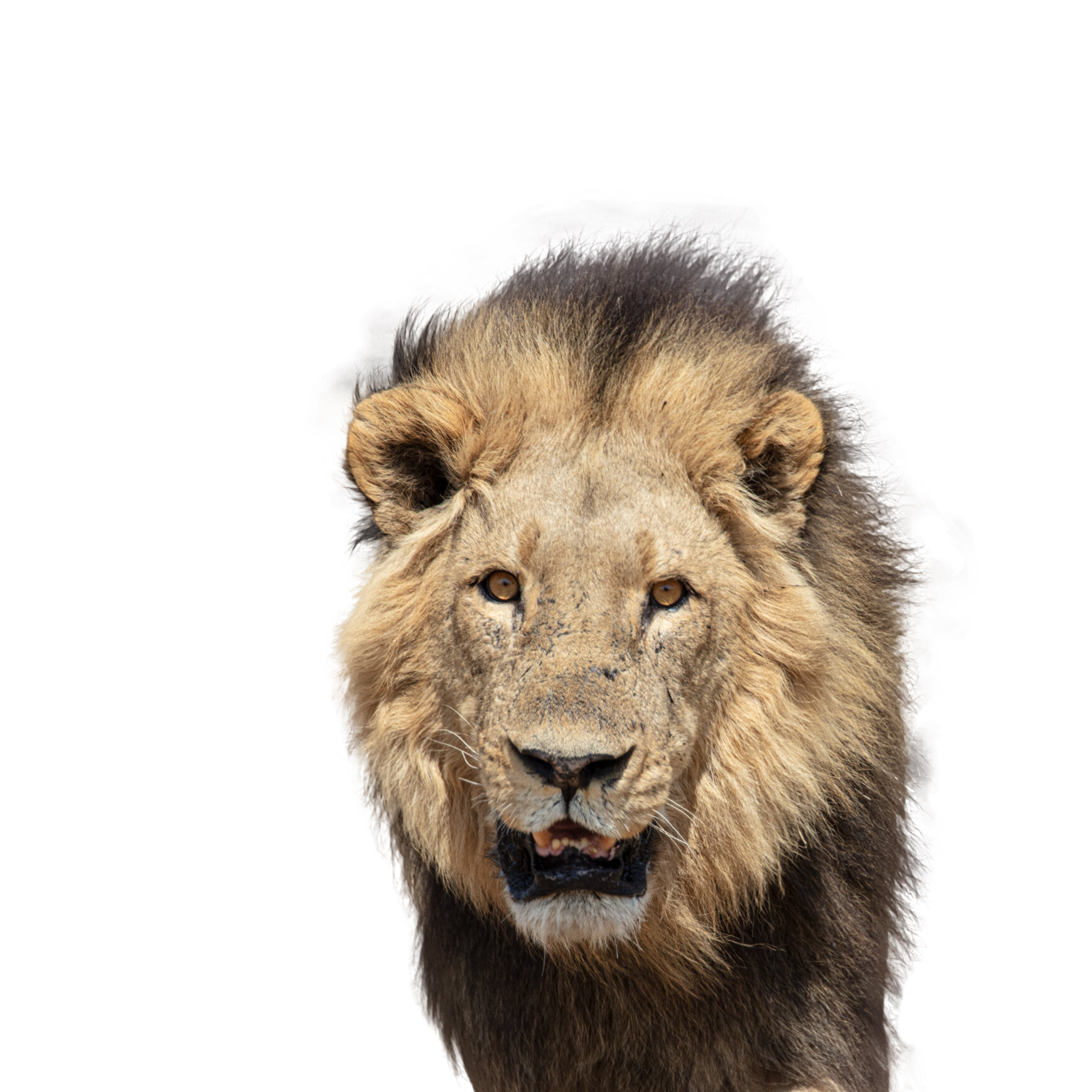 Lion_PS-Cutout2_web_1054A7275-Recovered-Recovered-Recovered.jpg
