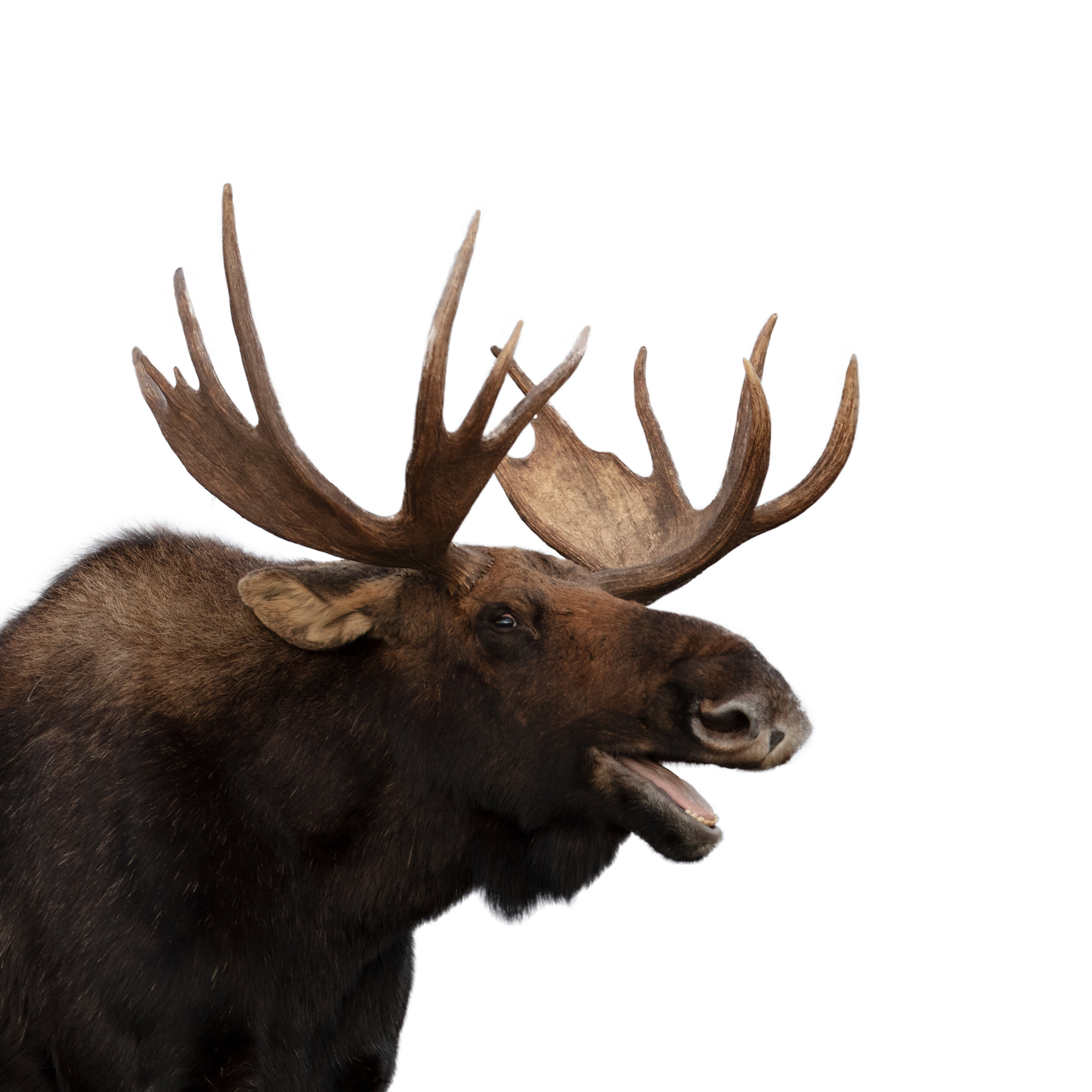White_Back_web_Laughing_Moose_Print_-Recovered-Recovered.jpg
