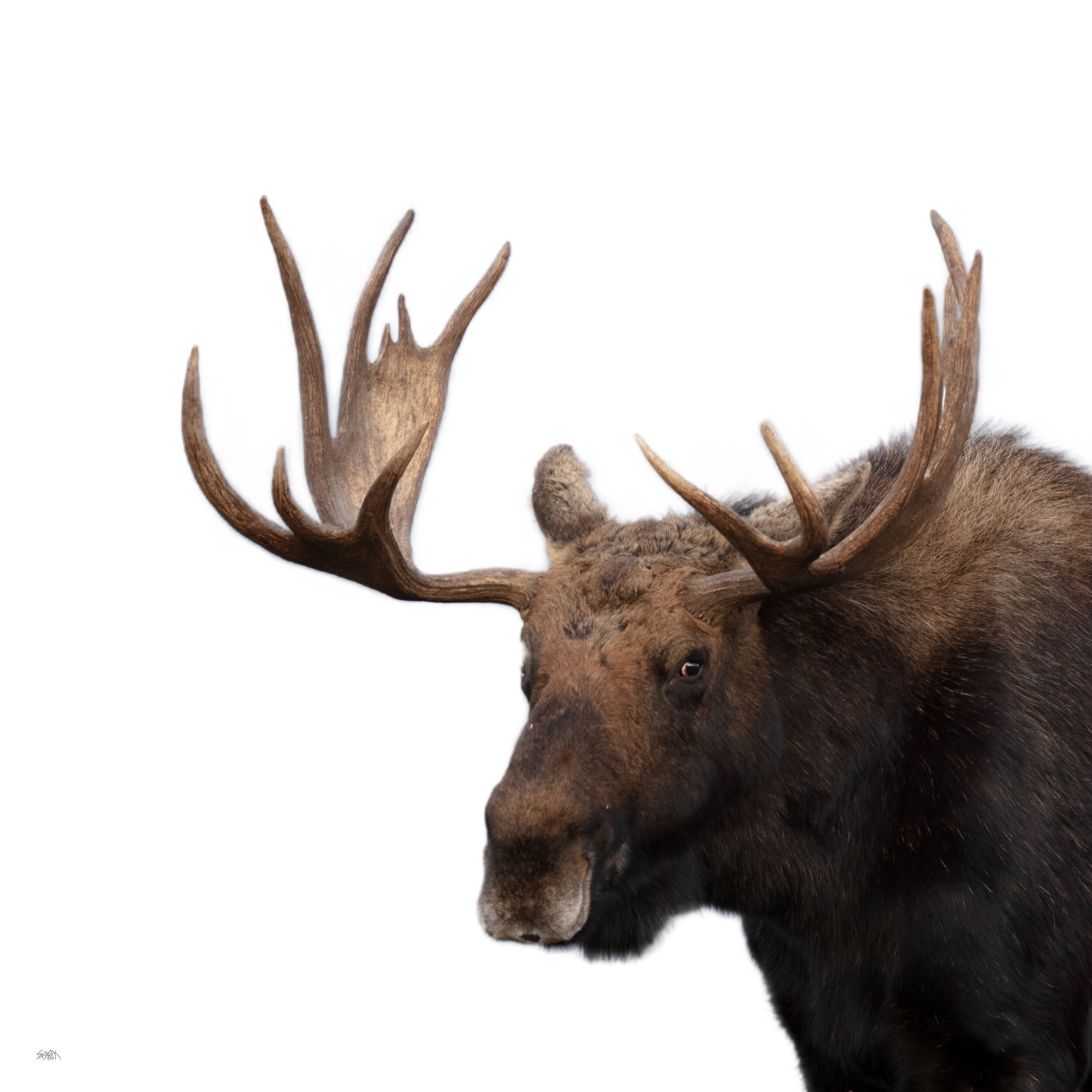 White_moose_eyes_275A7298-web-Recovered.jpg