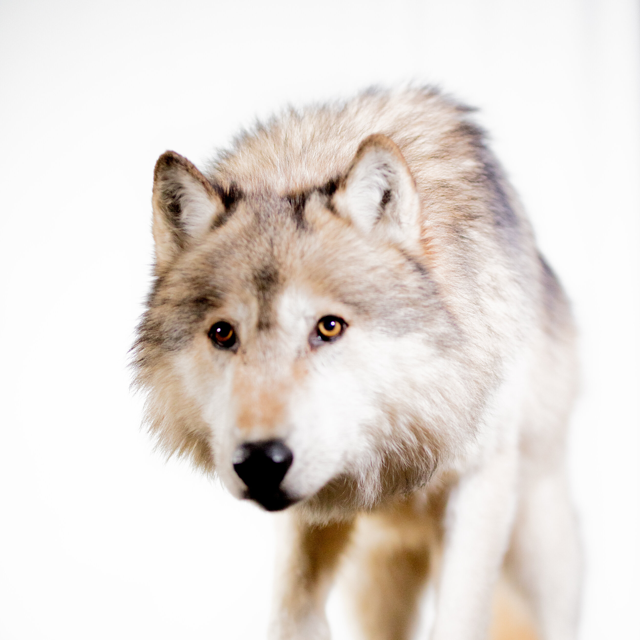Wolf_Crouch_web_054A3854-Recovered.jpg