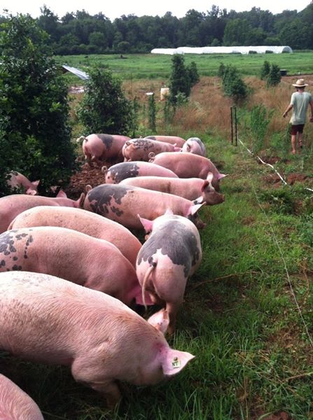 Hogs on the move! This herd of half Duroc and Yorkshire/Chester hogs are ready to move to fresh pastures!