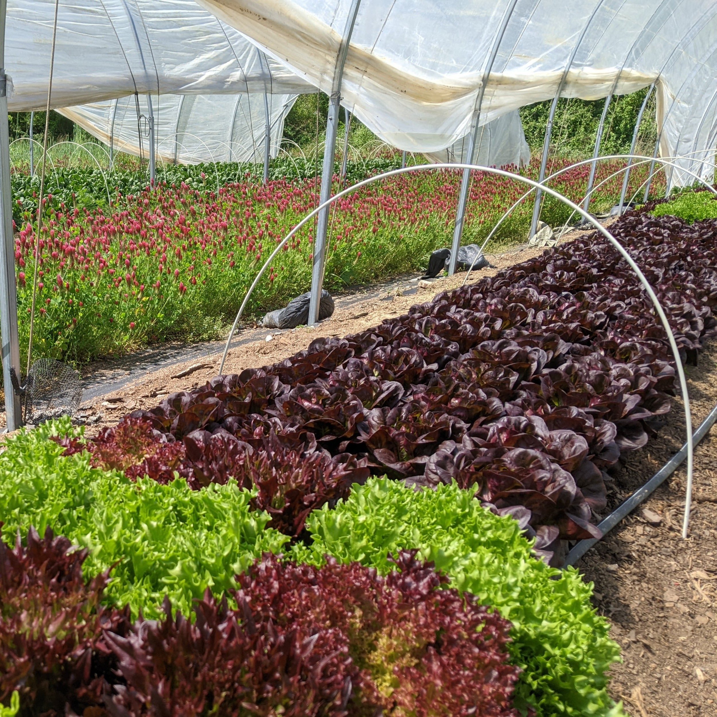 lettuce crimson clover 500square.jpg