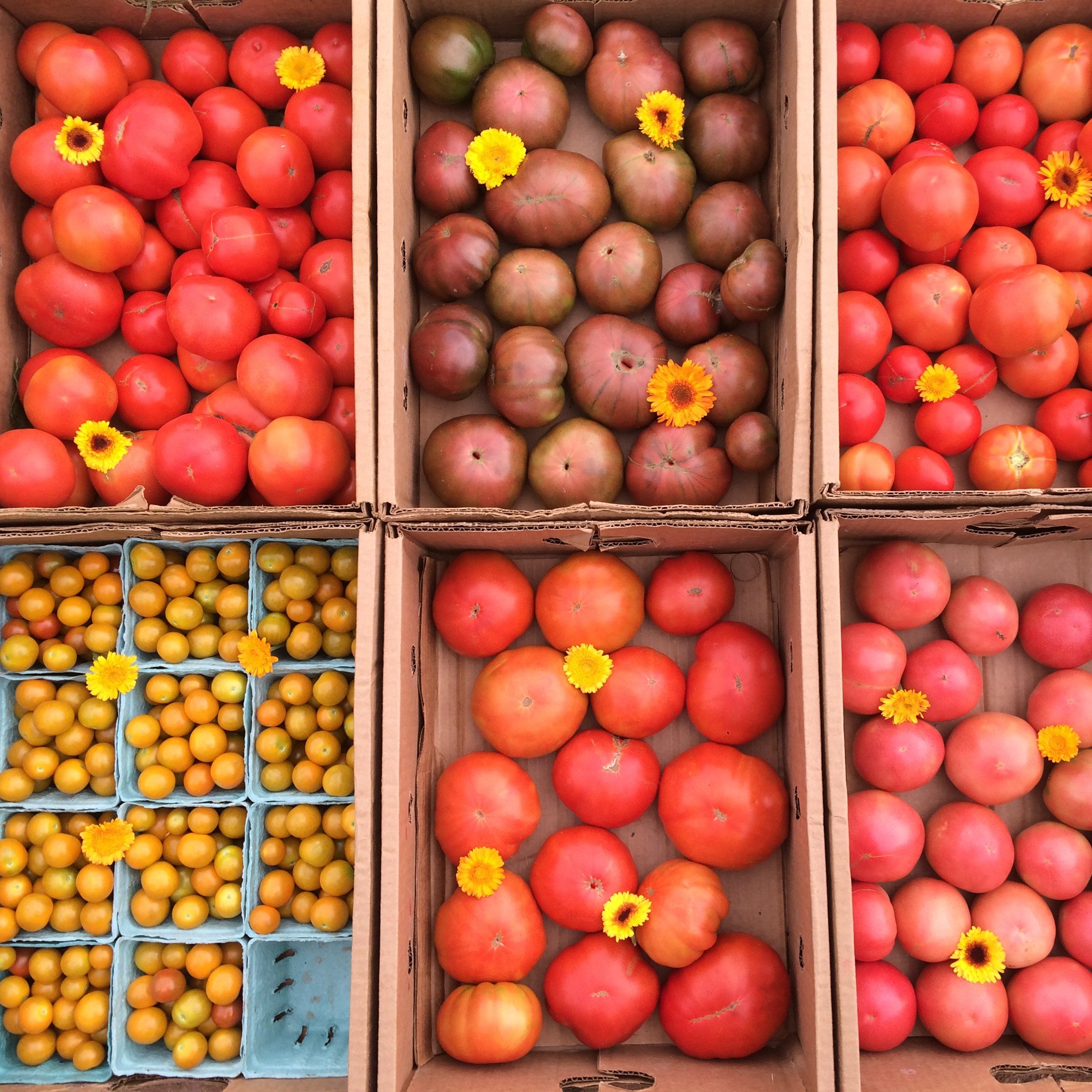 tomatoes 2500square.jpg