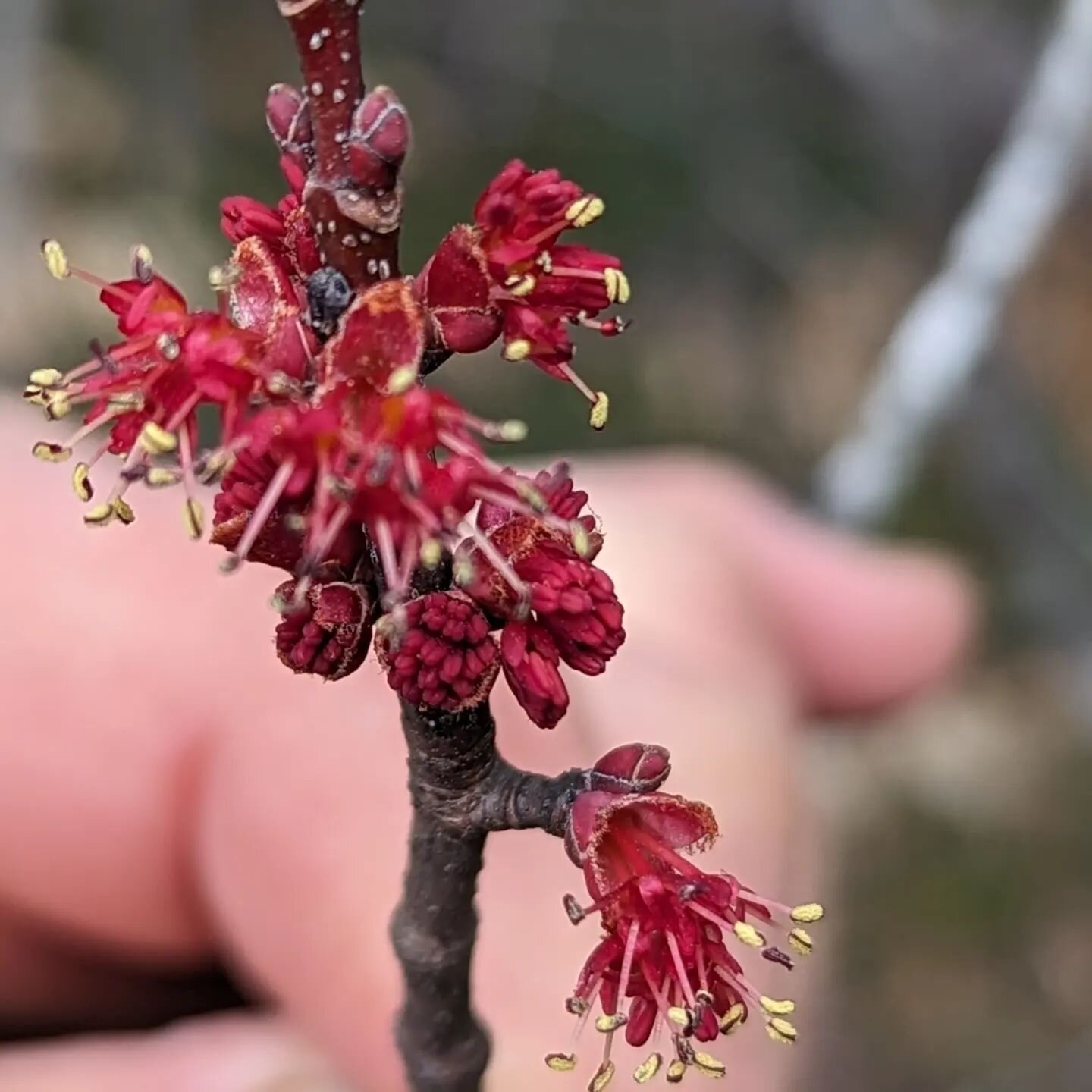 Chilly on the farm today.  But some of trees are starting to bloom!  Red maple and serviceberry!