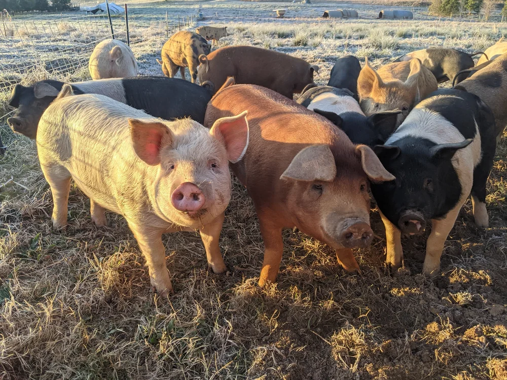Pork — Bluebird Farm