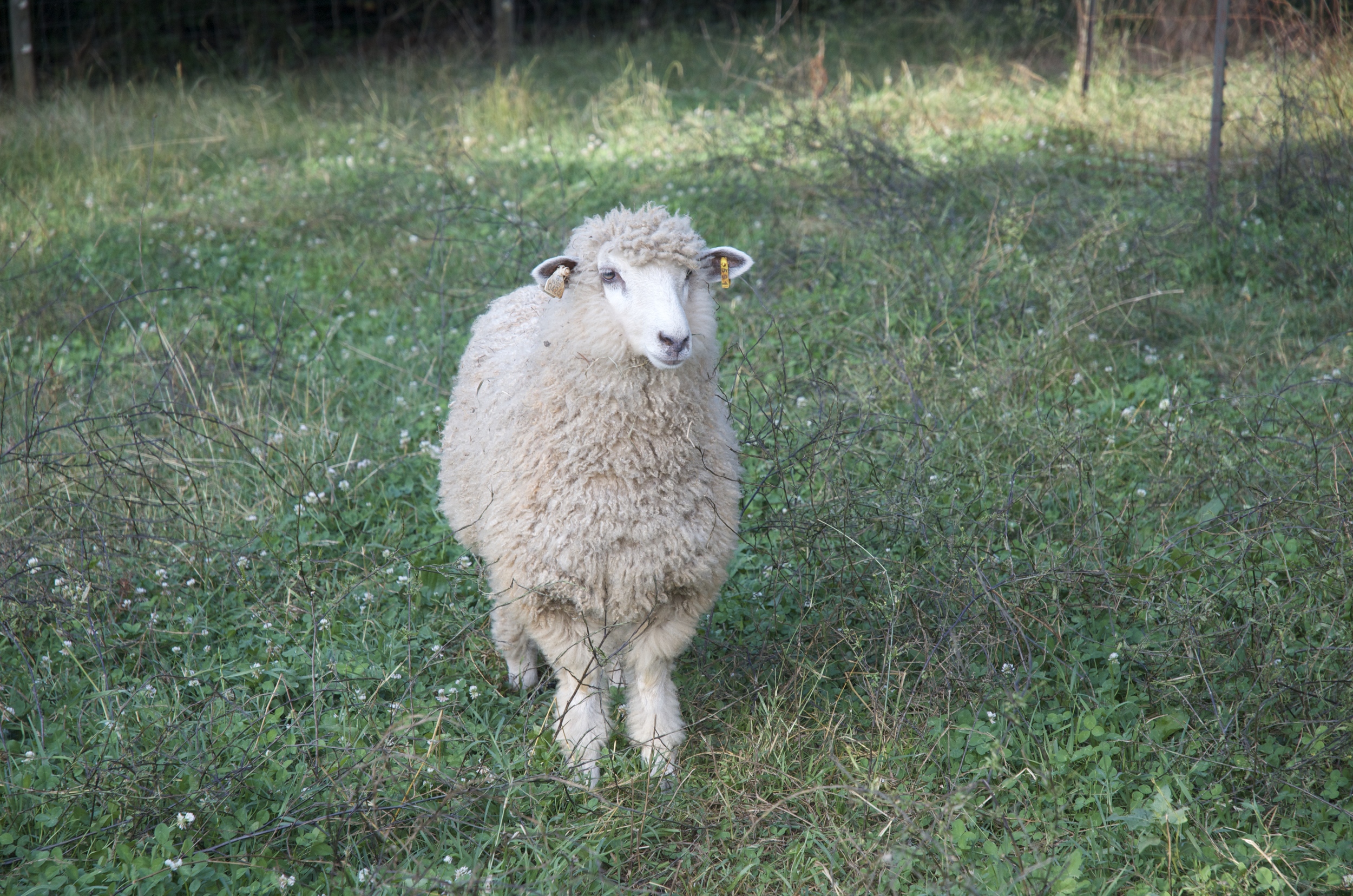 This is Elsa, our eldest ewe lamb