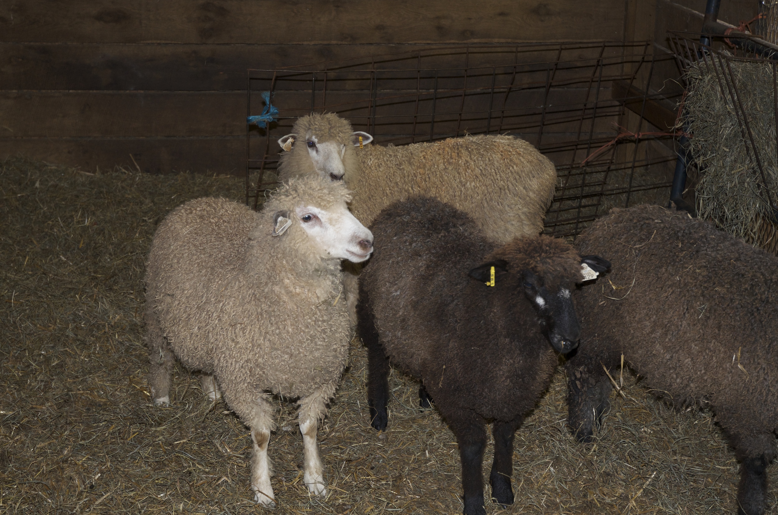 The ewe lambs getting ready to be loaded onto the trailer.