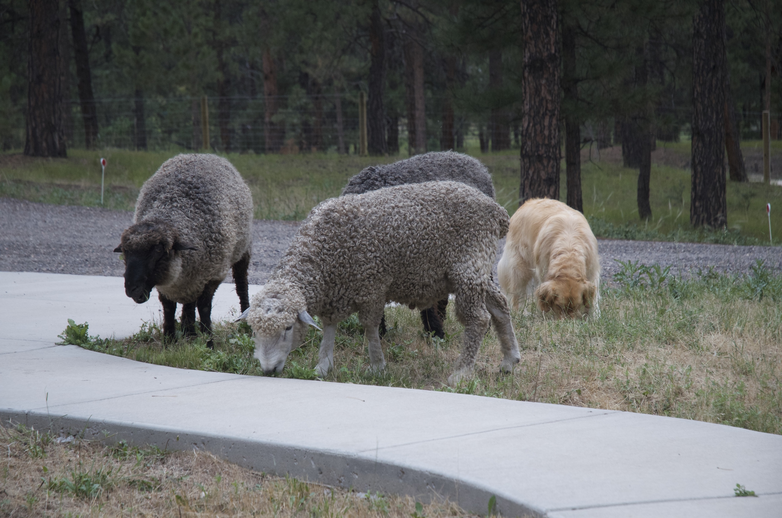 Bailey, the Golden Retriever, thinks he is one of the boys.