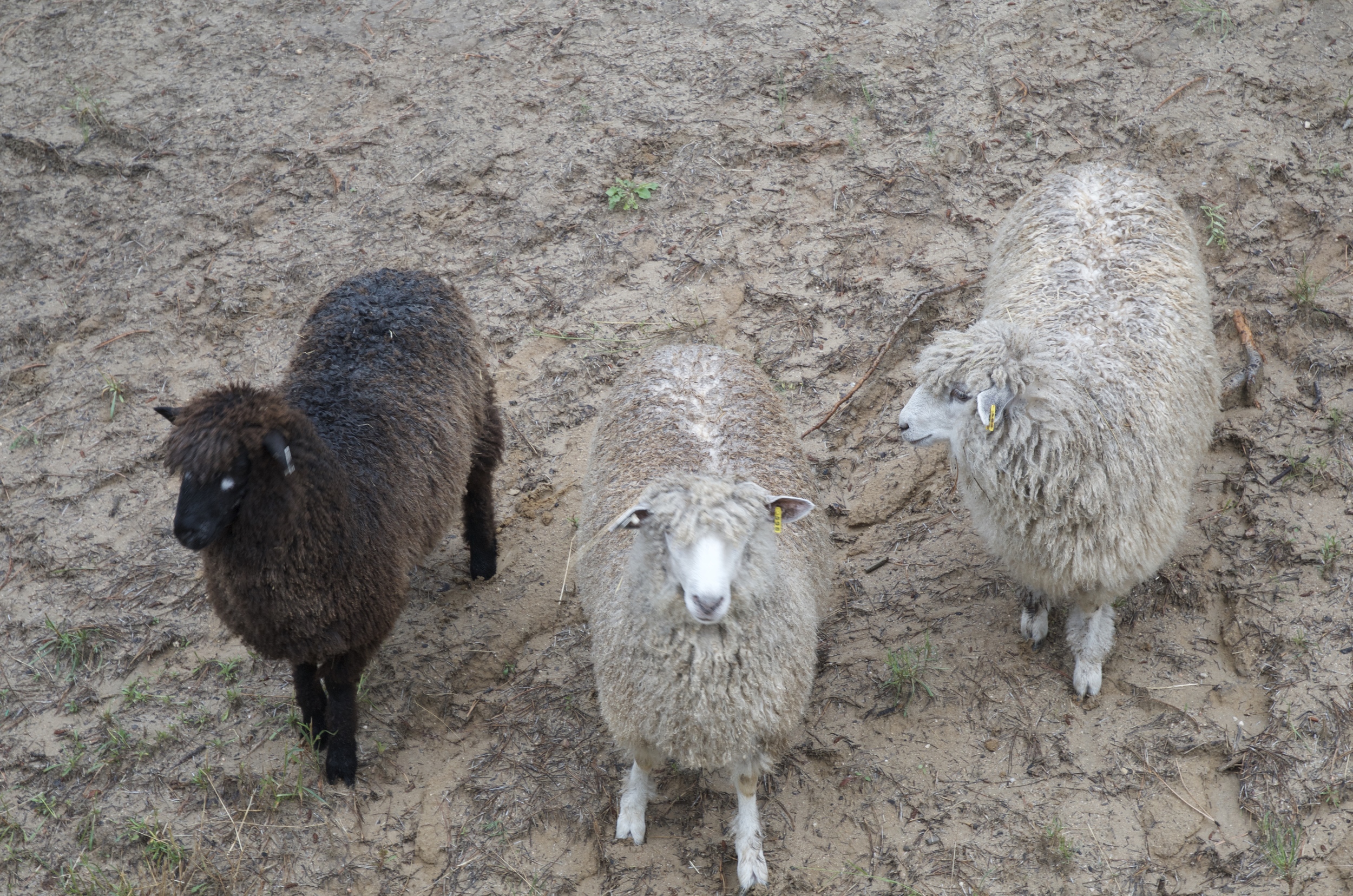 Sigrid, Elsa and Anna wondering where all that Virginia grass went.