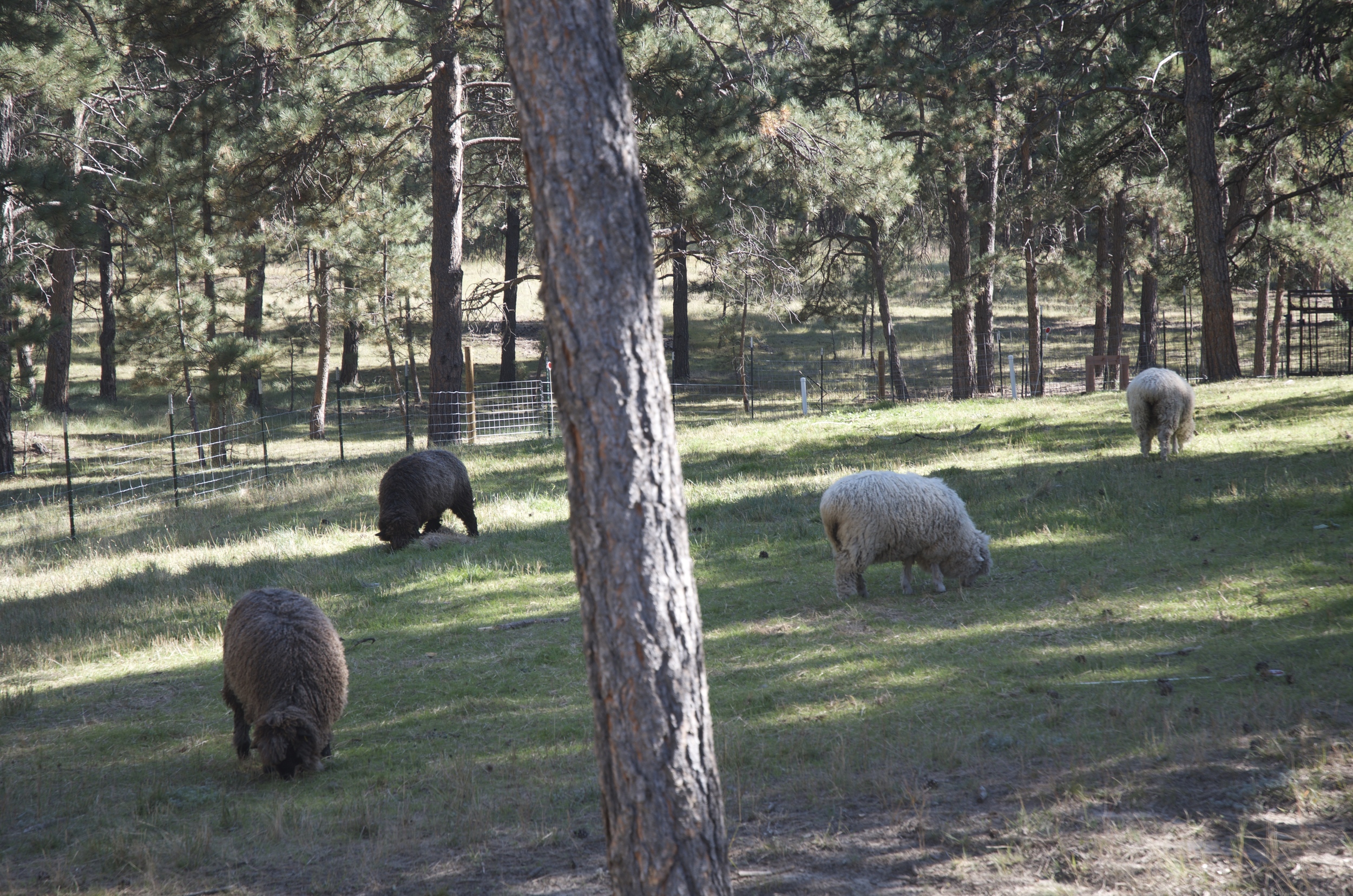Making do with our Colorado mountain grass. We do always have hay available. :-)