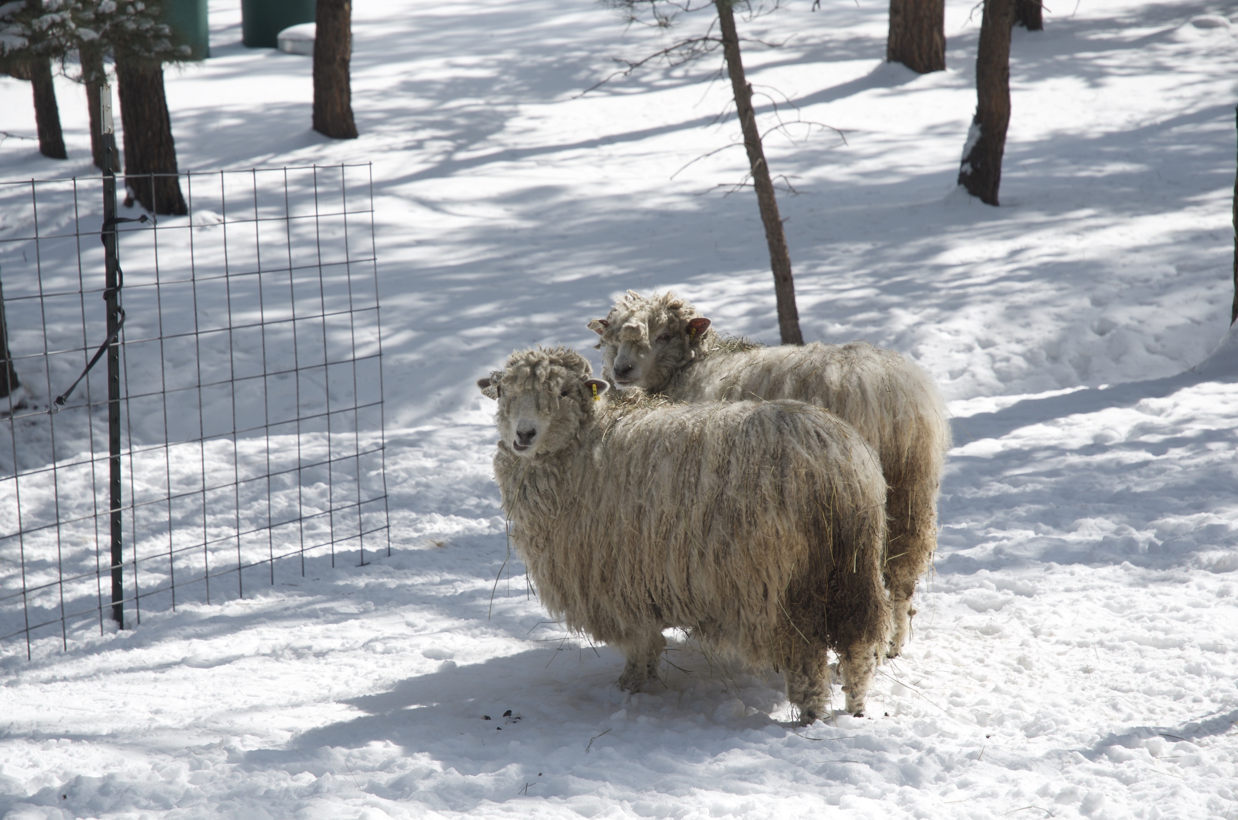 The girls were more than ready to be sheared for the very first time.