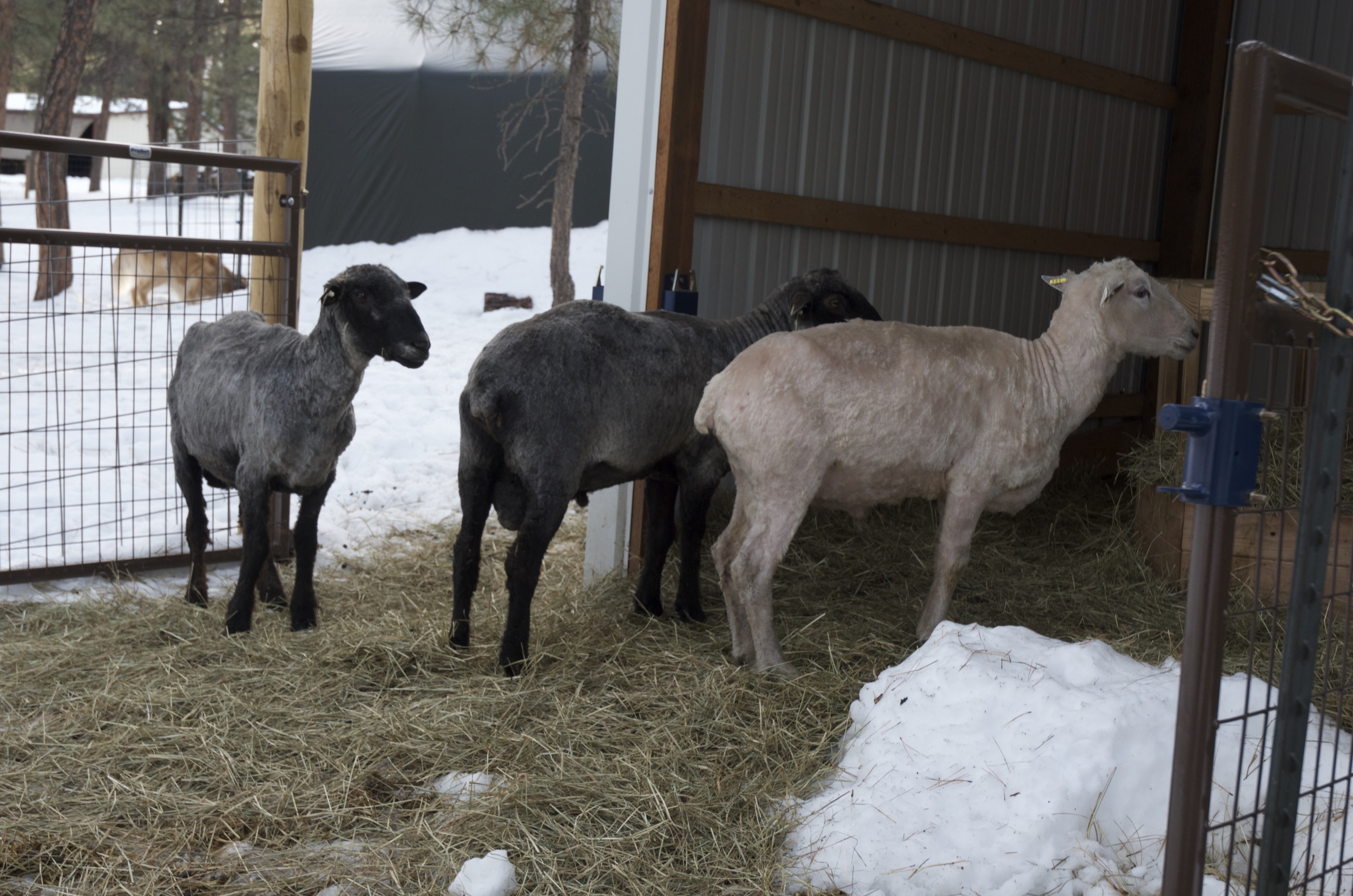 The rams, looking very put out after the fact. You can see their beautiful color differences.