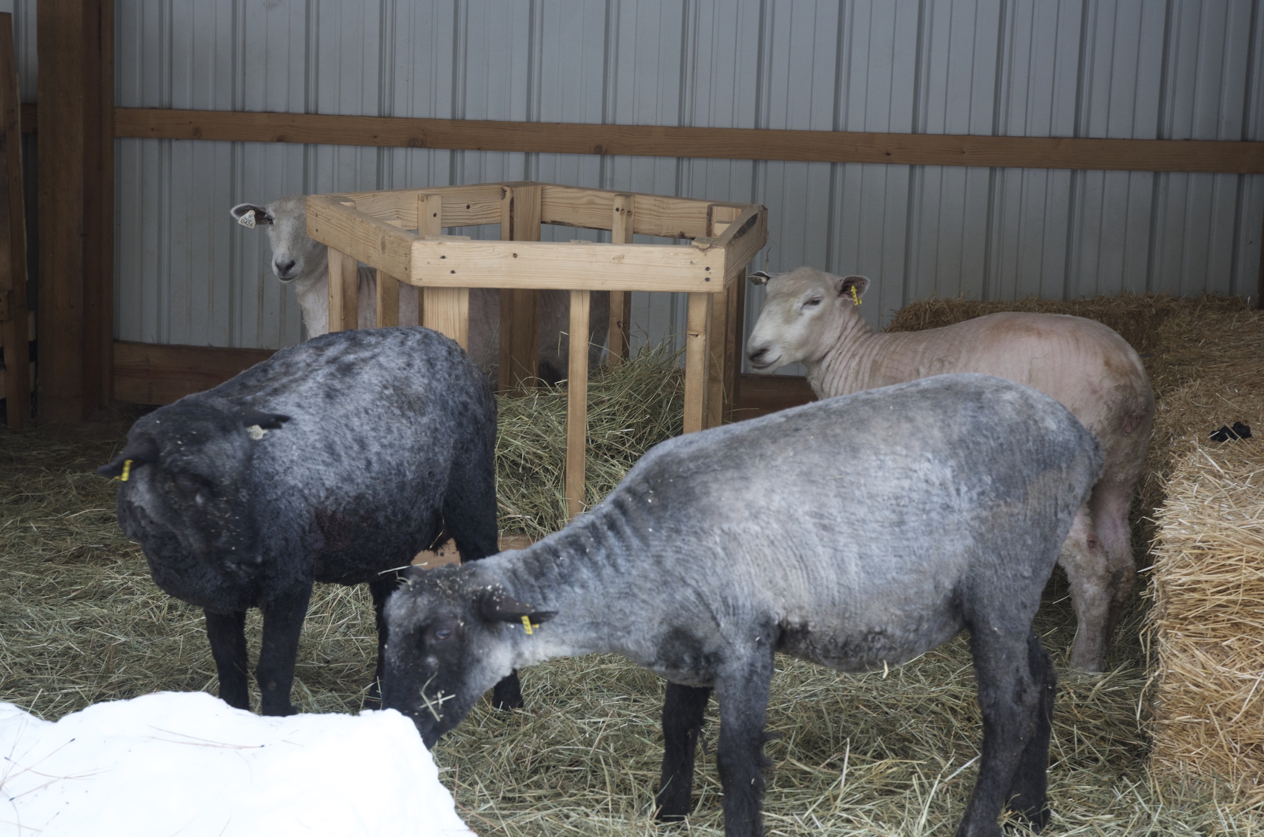 The ewes, wondering why they lost their coats while we still had snow. Just so you know, it only takes about a 1/4 inch of fleece to keep the sheep warm, and Pete made sure he used a comb that left a good amount. :-)