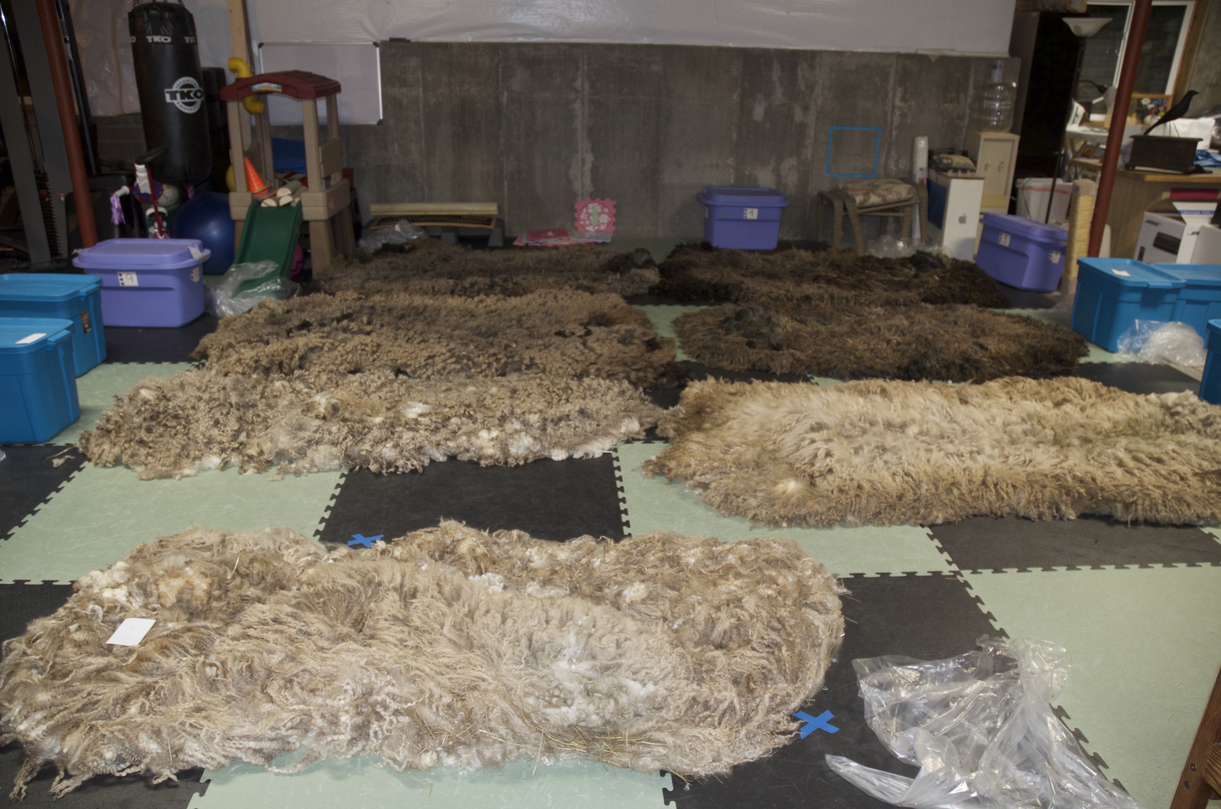 Beautiful fleeces laid out to dry.