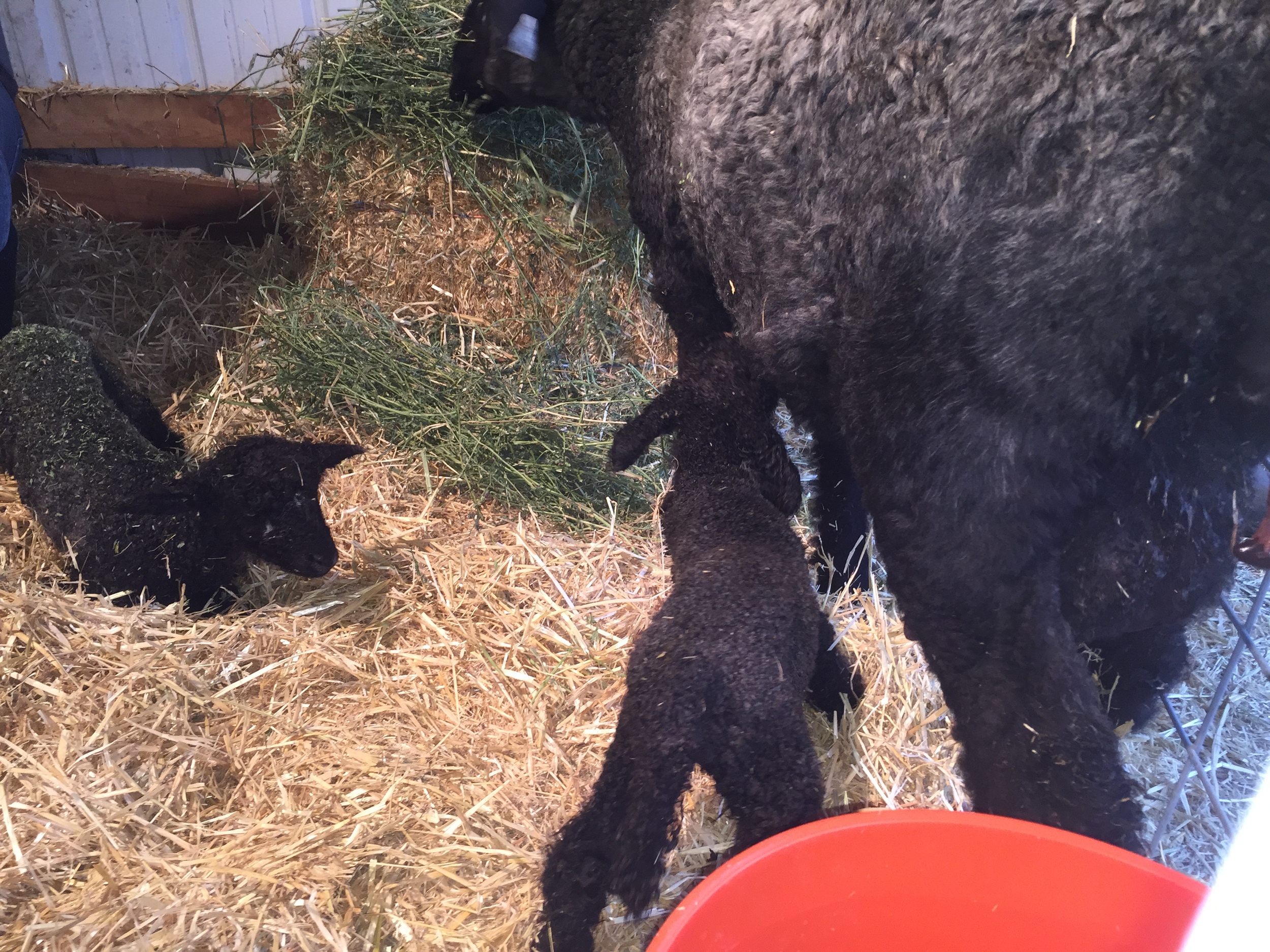 Two ewe lambs! A great start!