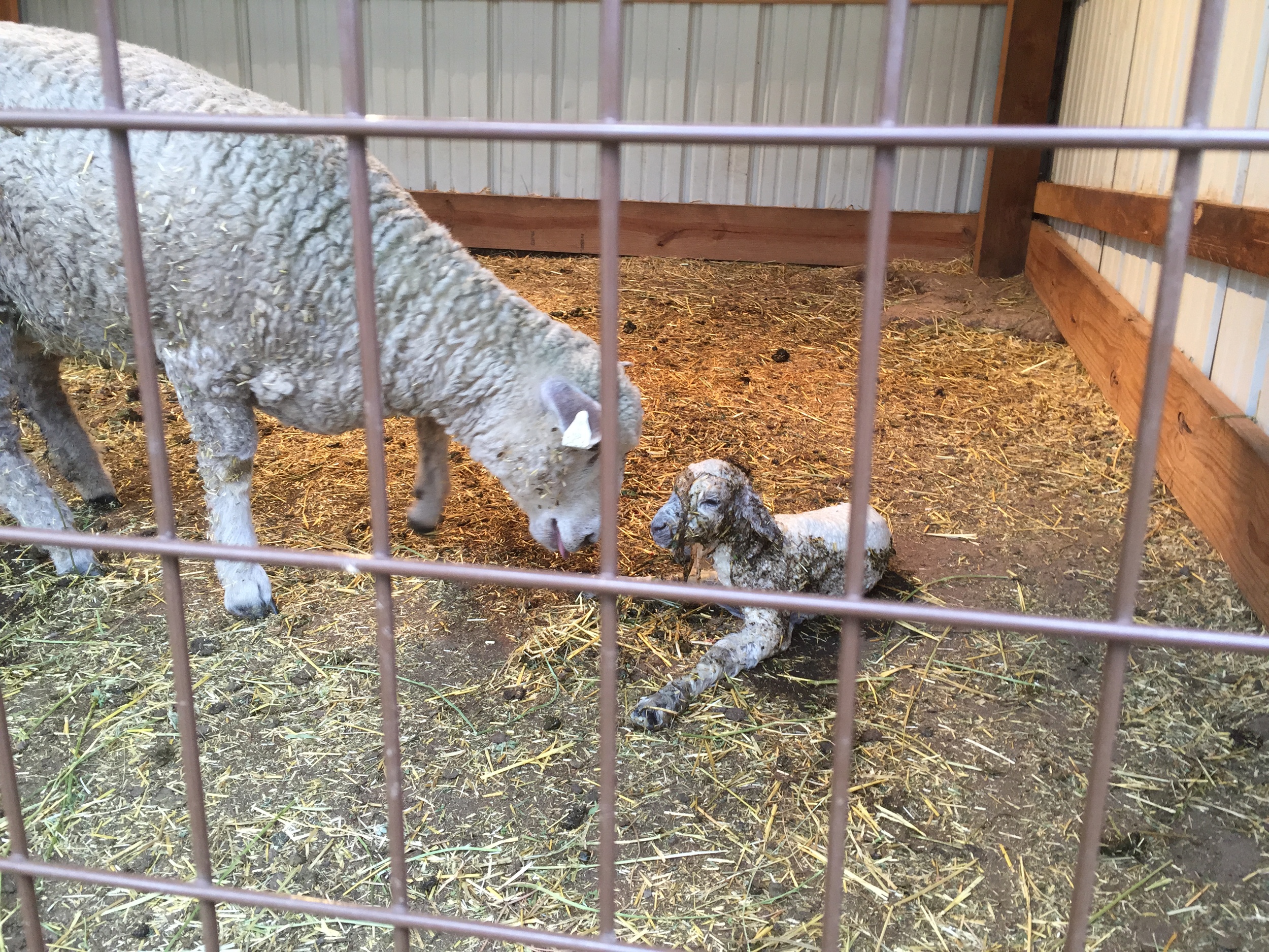 Just moments after birth. 