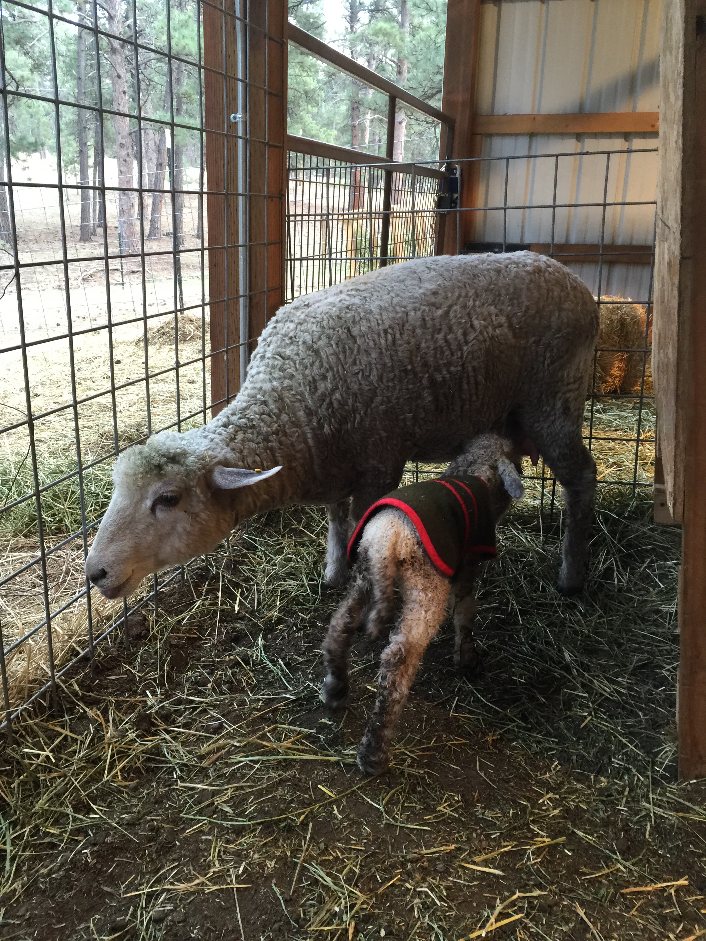 Already up and nursing.