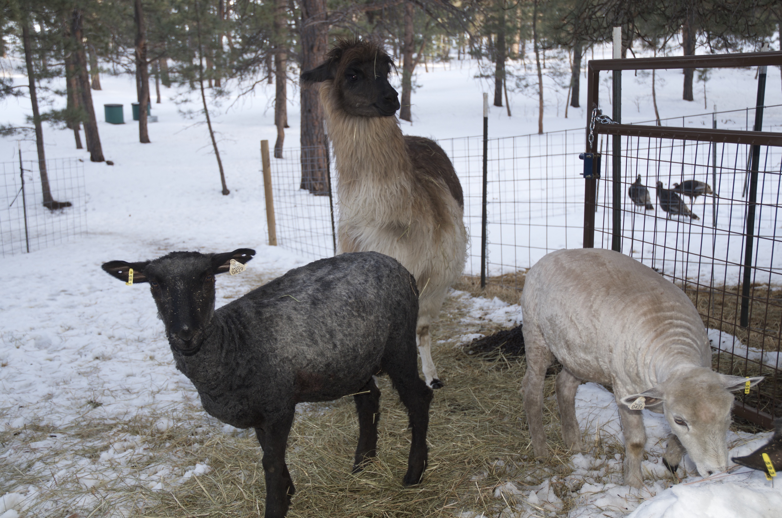 Anik is trying to decied if these strange looking critters are supposed to be in her pasture.