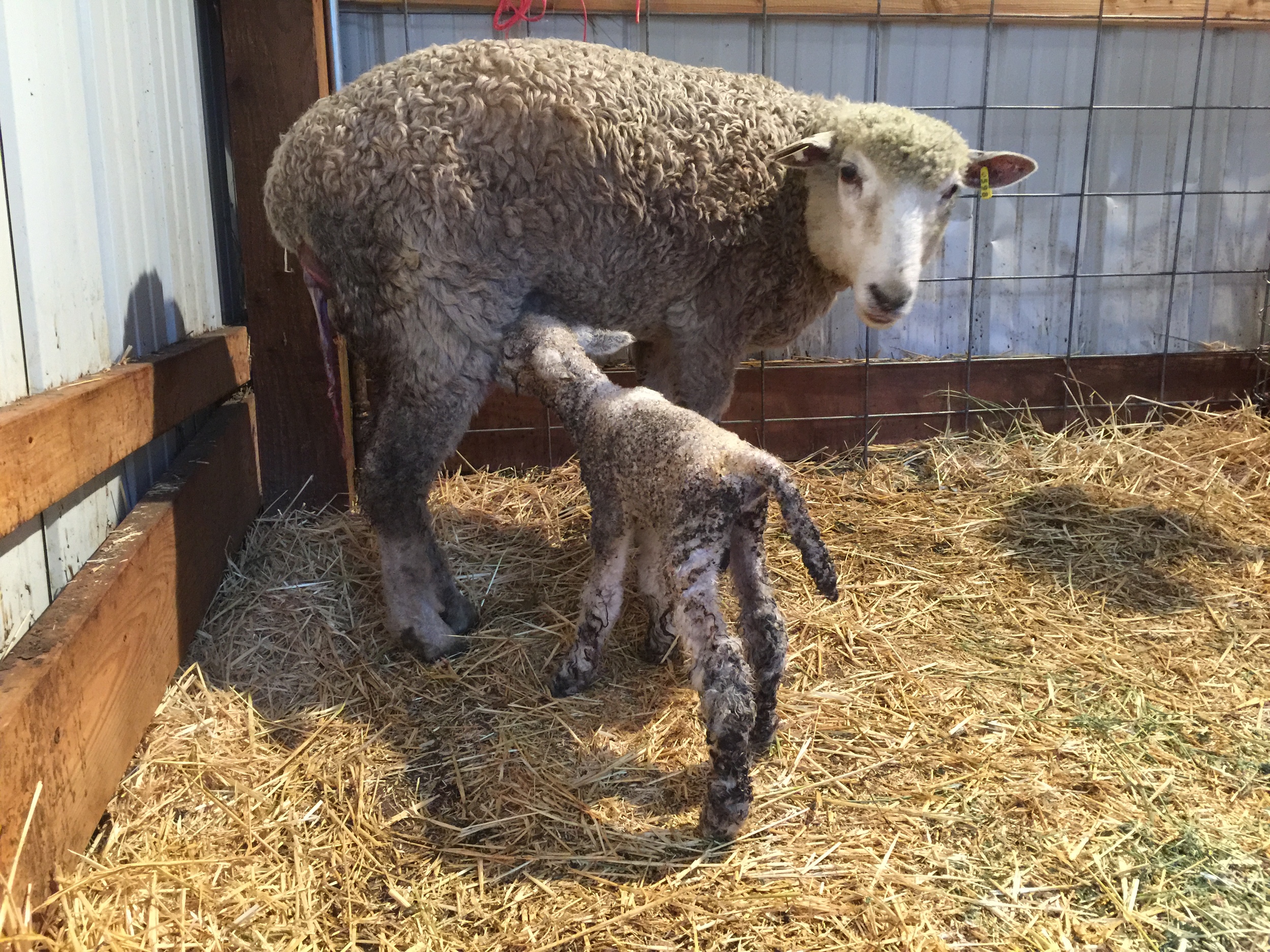 Once we helped the little guy in the right direction, he had no trouble latching on.