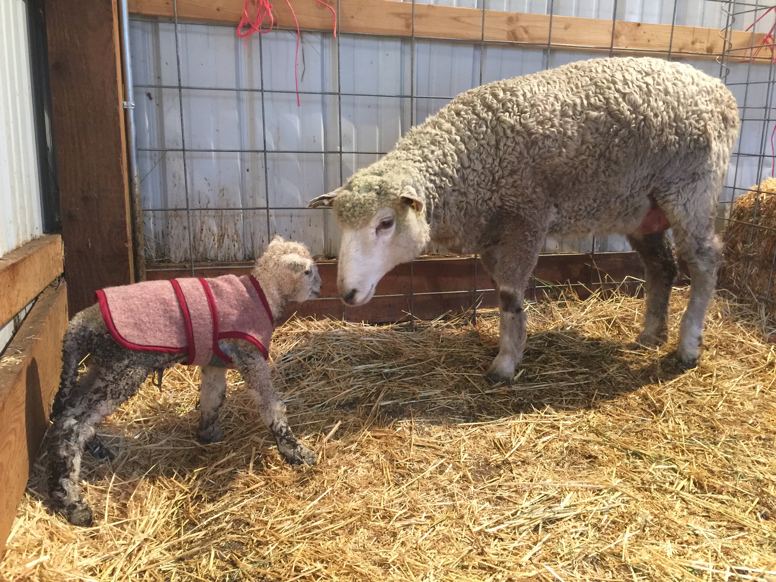 We have had fairly nice weather here lately, but we had freezing rain and snow this morning. So we have him tucked in with a little coat on. The yellow and green one were wet from absorbing the birth fluids, so he ended up in pink. Oh, well. :-)