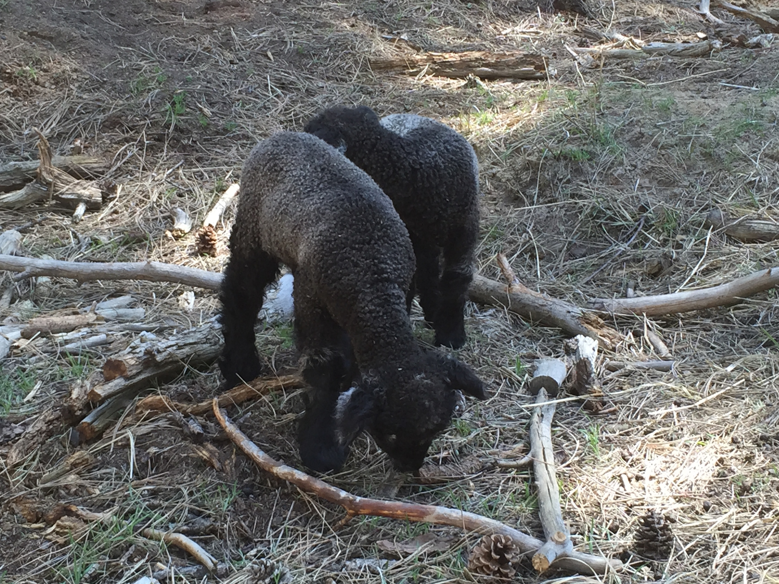 The Twin ewe lambs, Silver and Grey