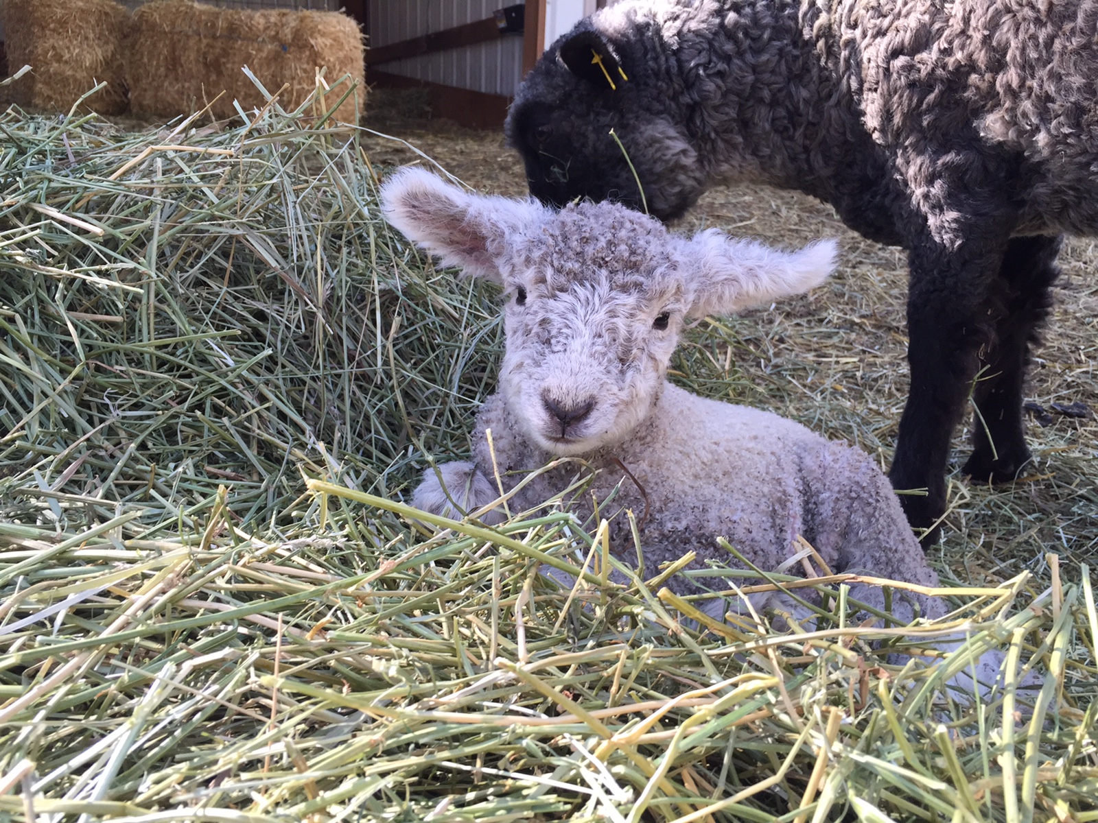 Ferdinand, a ram lamb