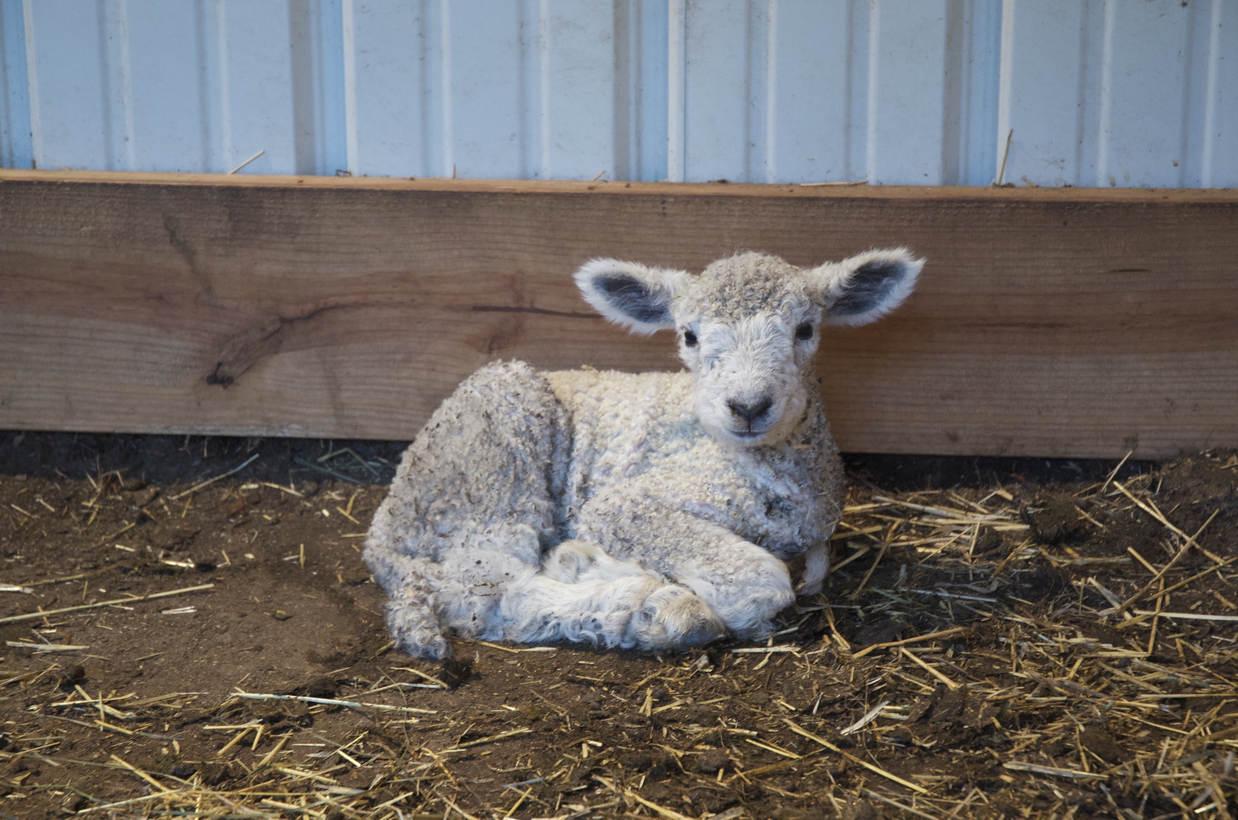 Our newest ram lamb, Little Man