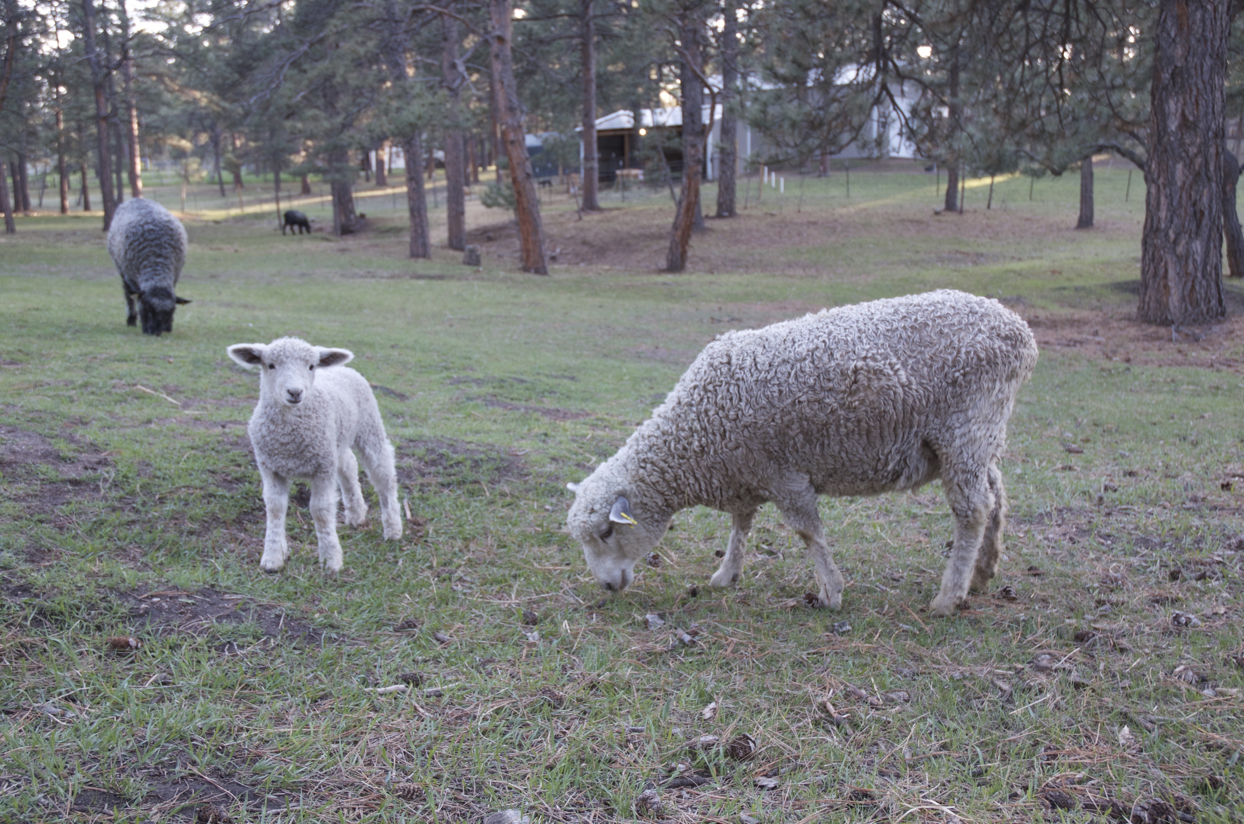 Little Miss, with her Mom, Elsa
