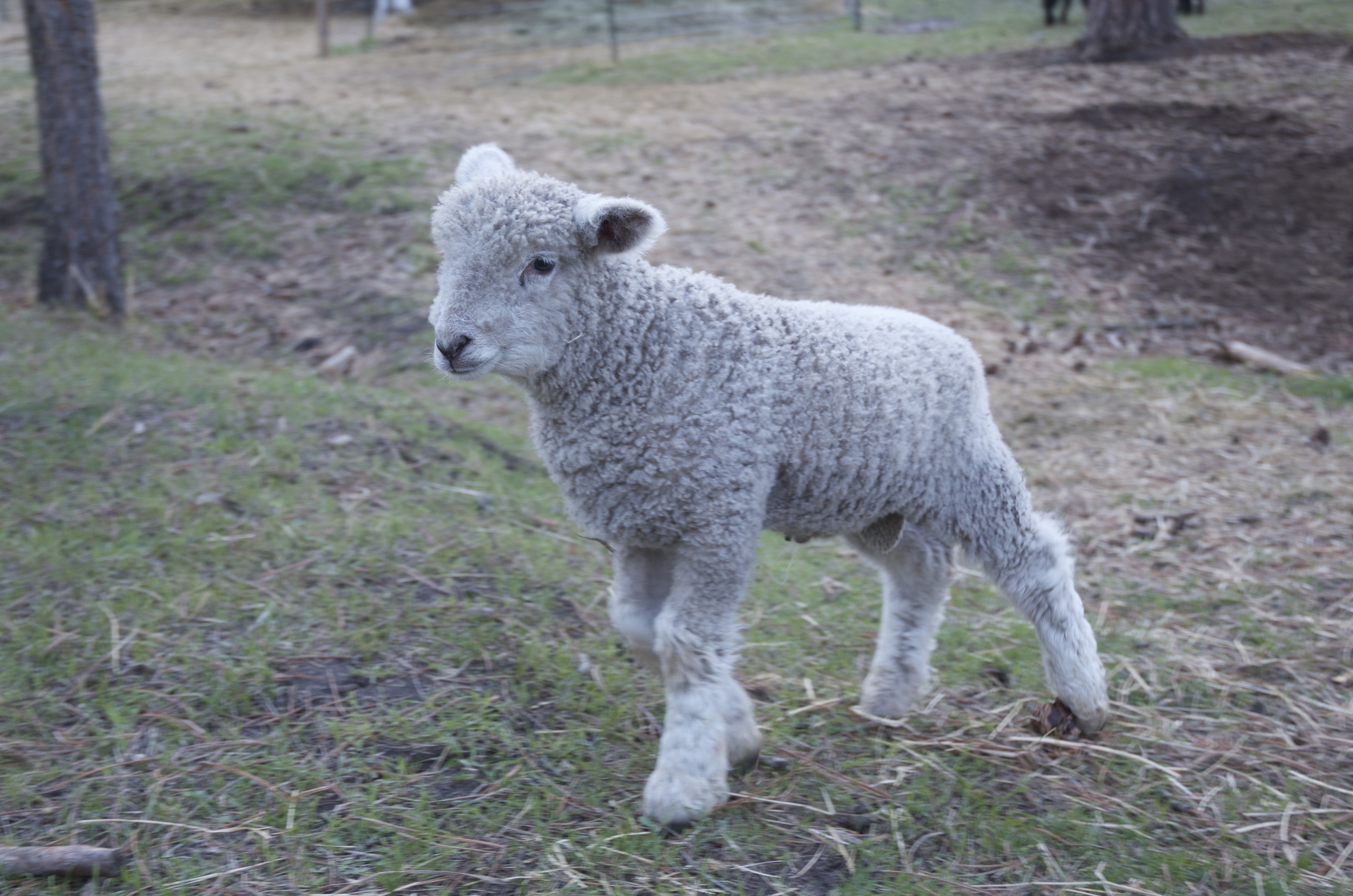 Ferdinand is getting big
