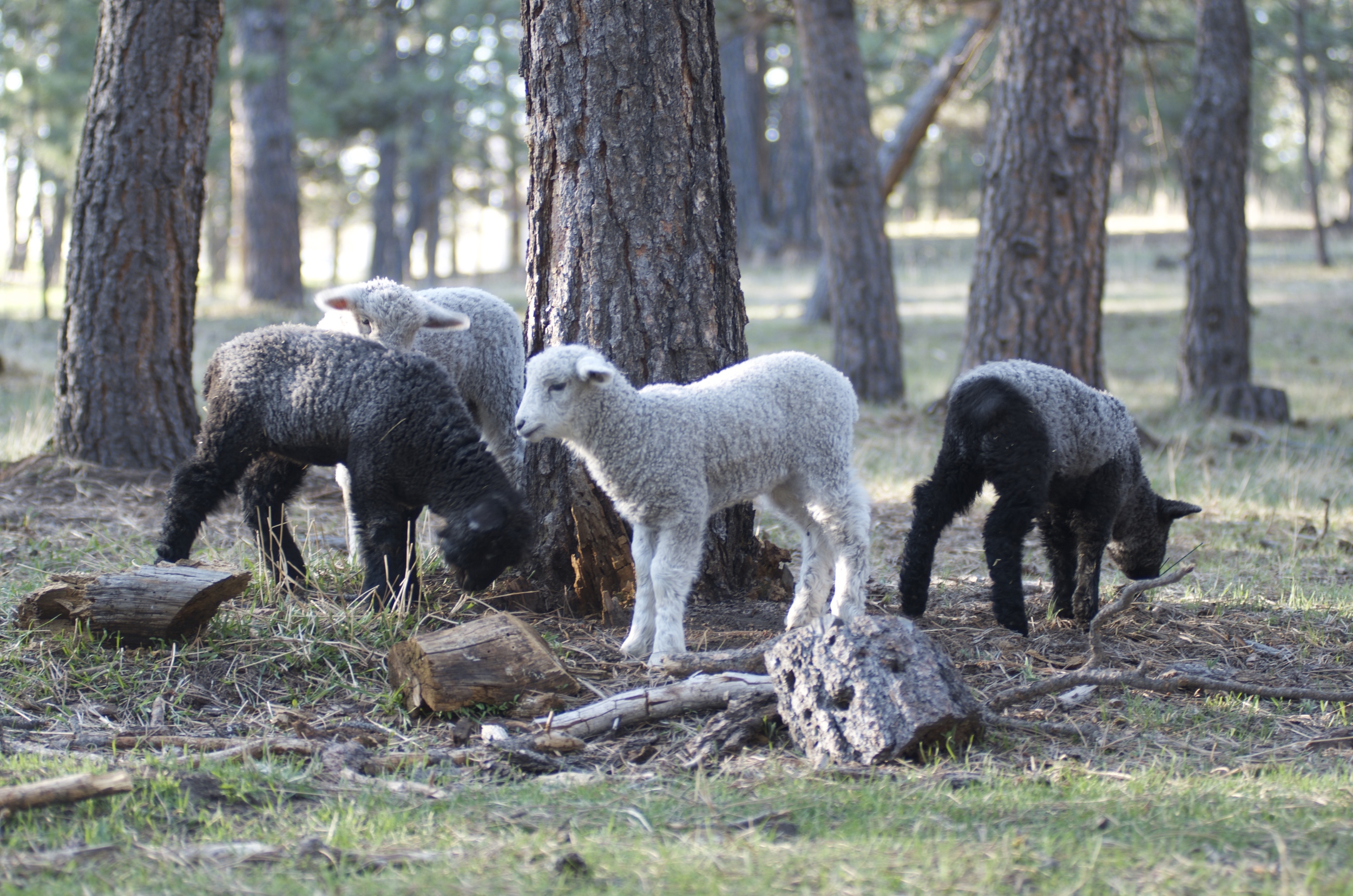 The lambs exploring their world
