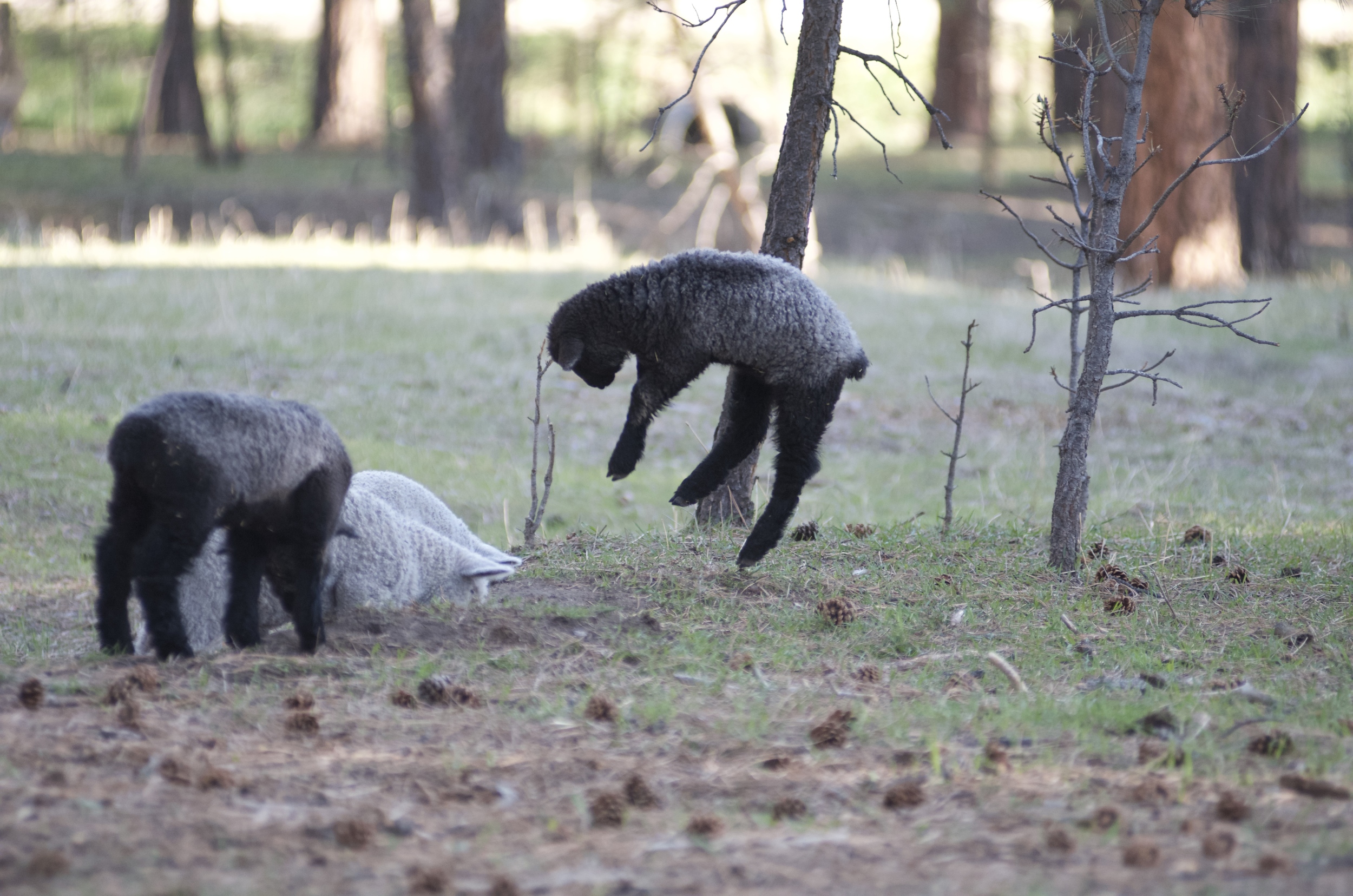Much bouncing and jumping ensues when the lambs get going