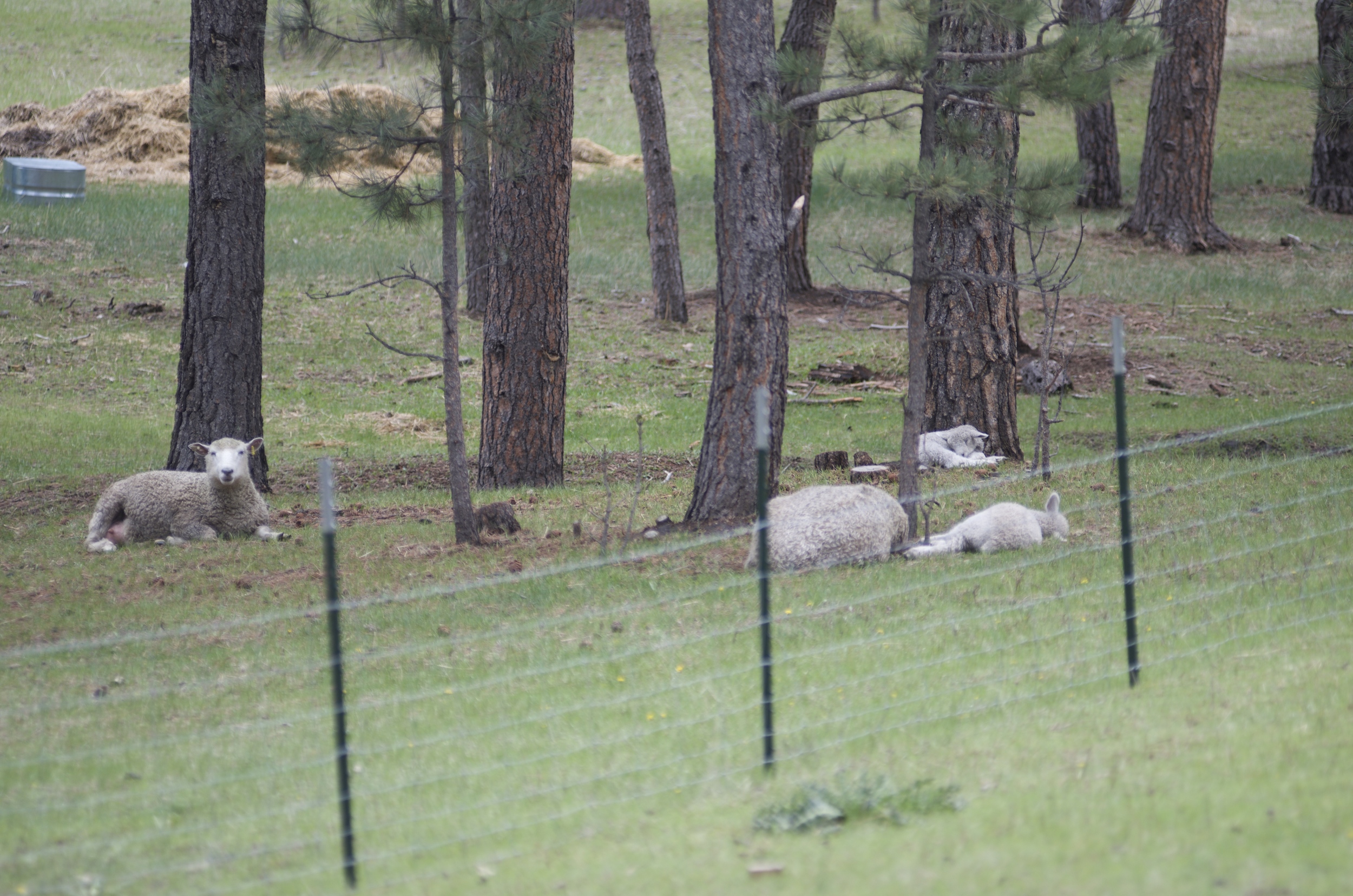 Anna, Elsa, Little Miss flat out, and Little Man in the background enjoying a break from all the rain.