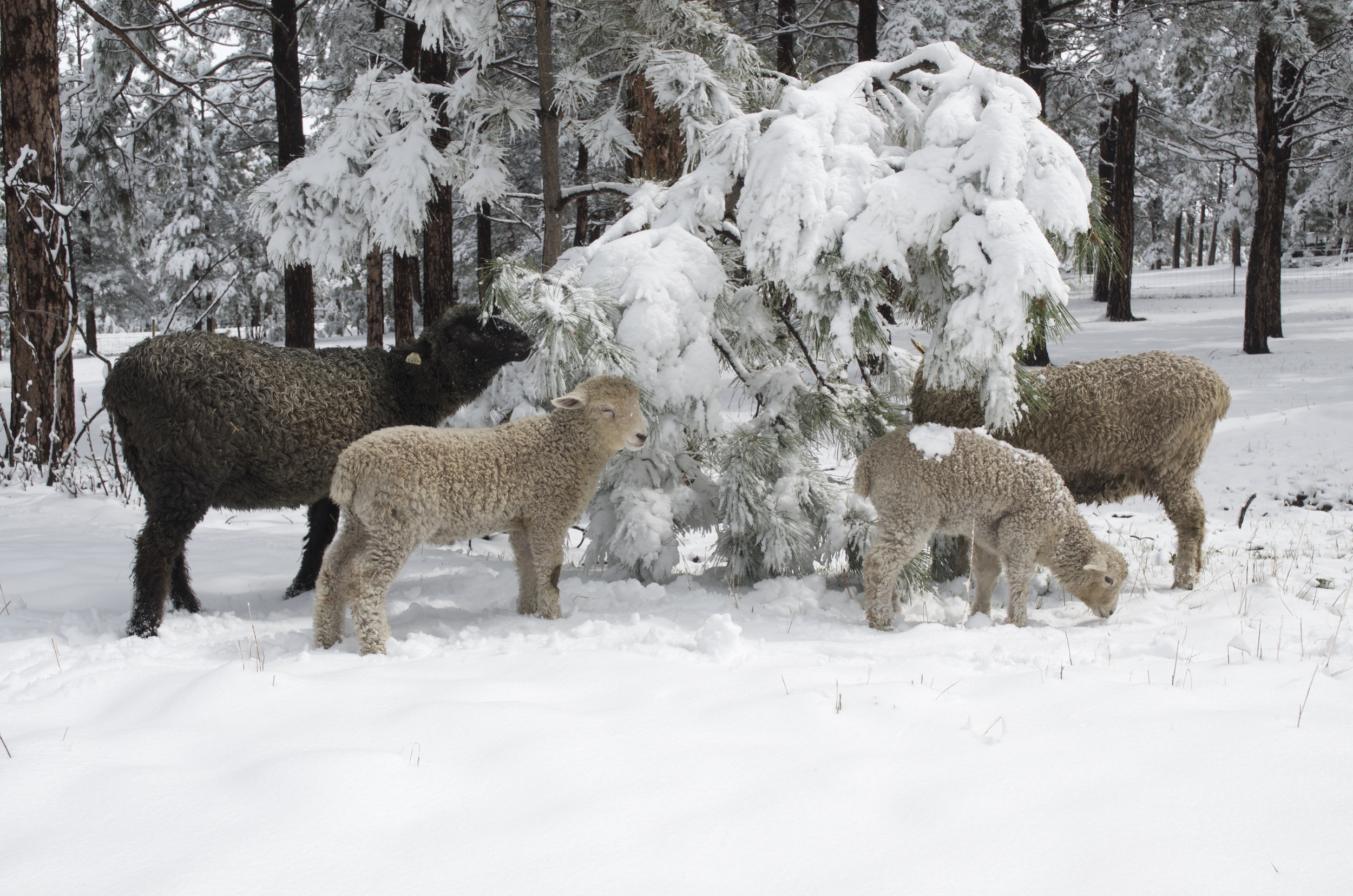 Getting to enjoy the branches that have been out of reach. Astrid, Ferdinand, Little Miss and Elsa