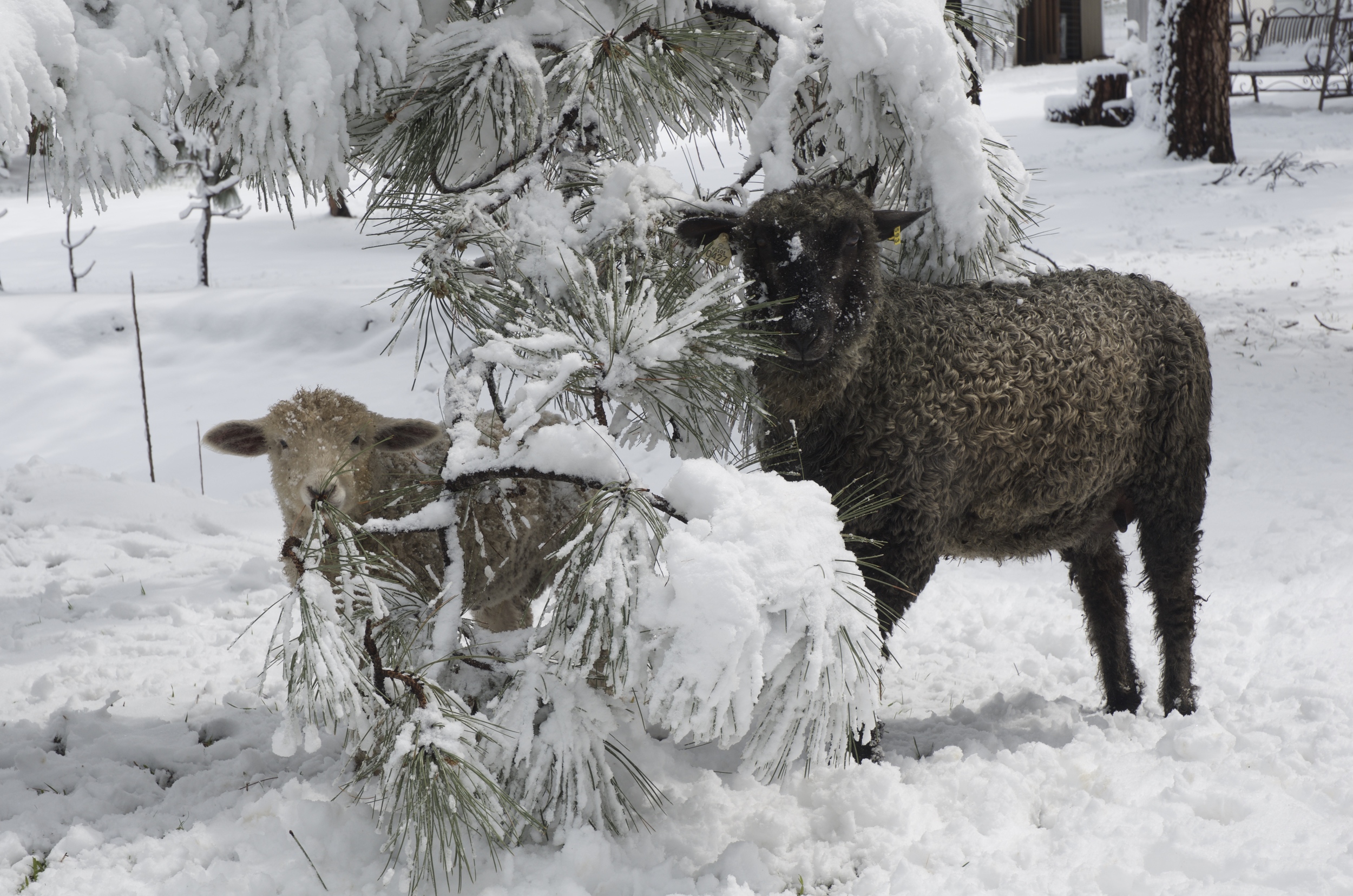 Ferdinand and Astrid