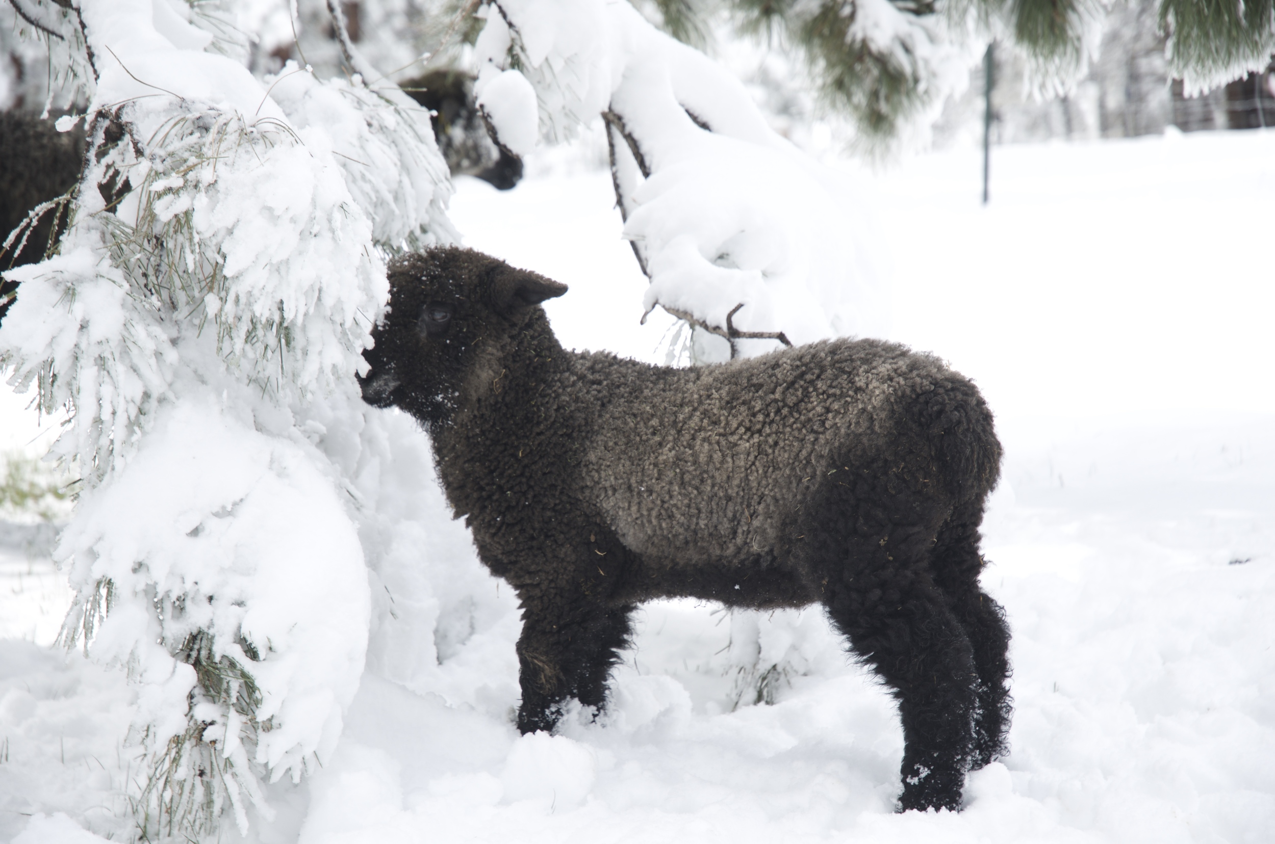Silver getting to taste some frosting covered pine needles