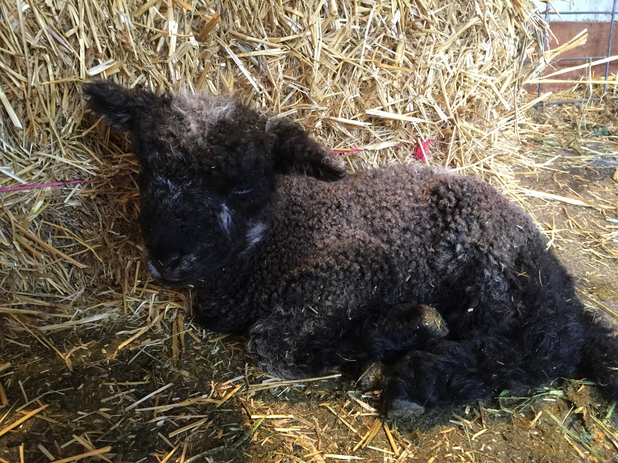 First lamb of the season. This is a little ewe lamb, who we are calling Jane. She is out of Elsa x Gunter. Jane is the mellow sister who gets along with everybody, unlike her sister Lizzy who has a hard time with Mama.