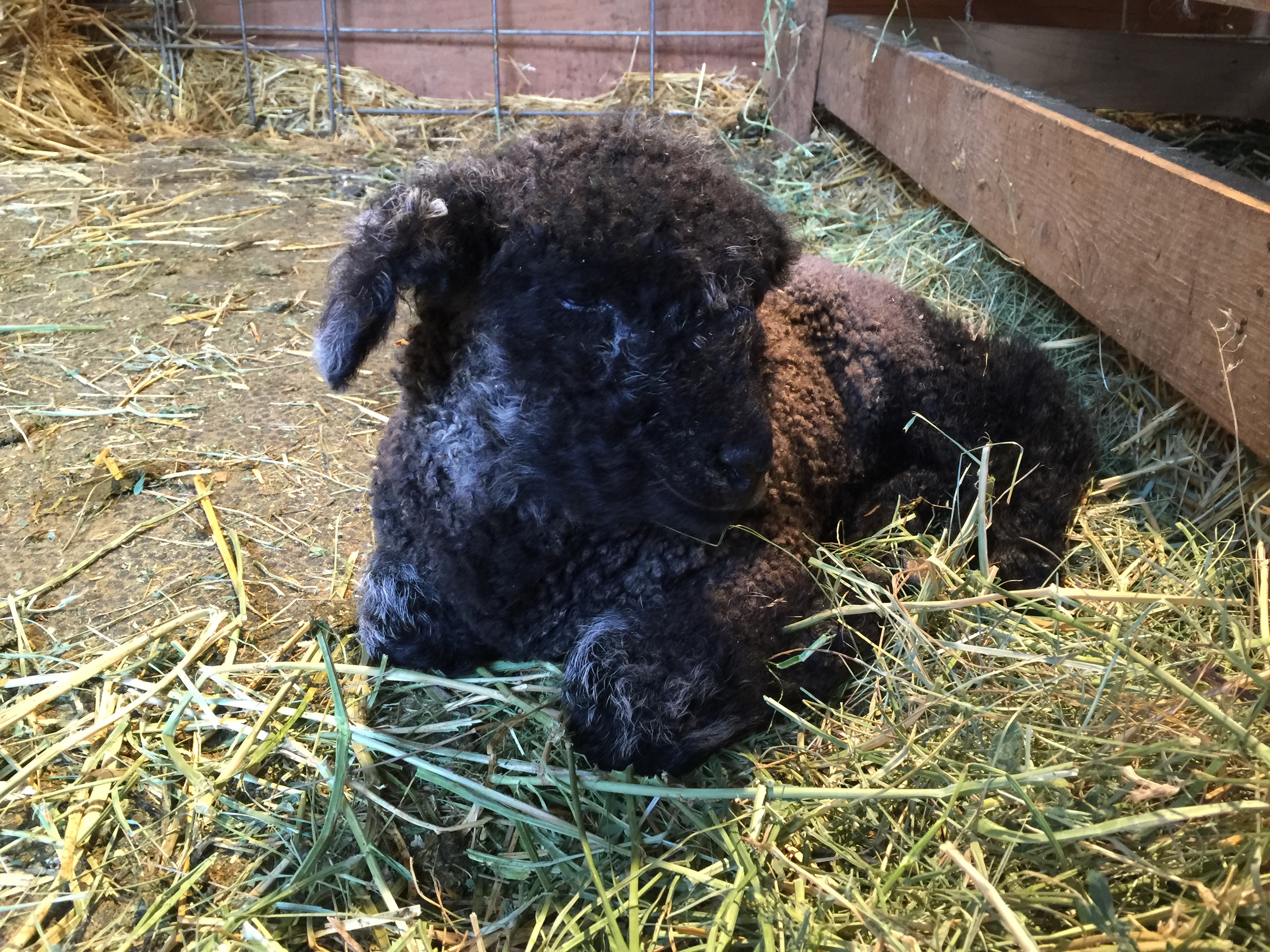 This is Elsa x Gunter's second ewe lamb. We are calling her Lizzy. The silver fringe on the backs of her ears distinguish her from her sister. Also, this is the little ewe that we are having to use Elsa as a bottle for. 