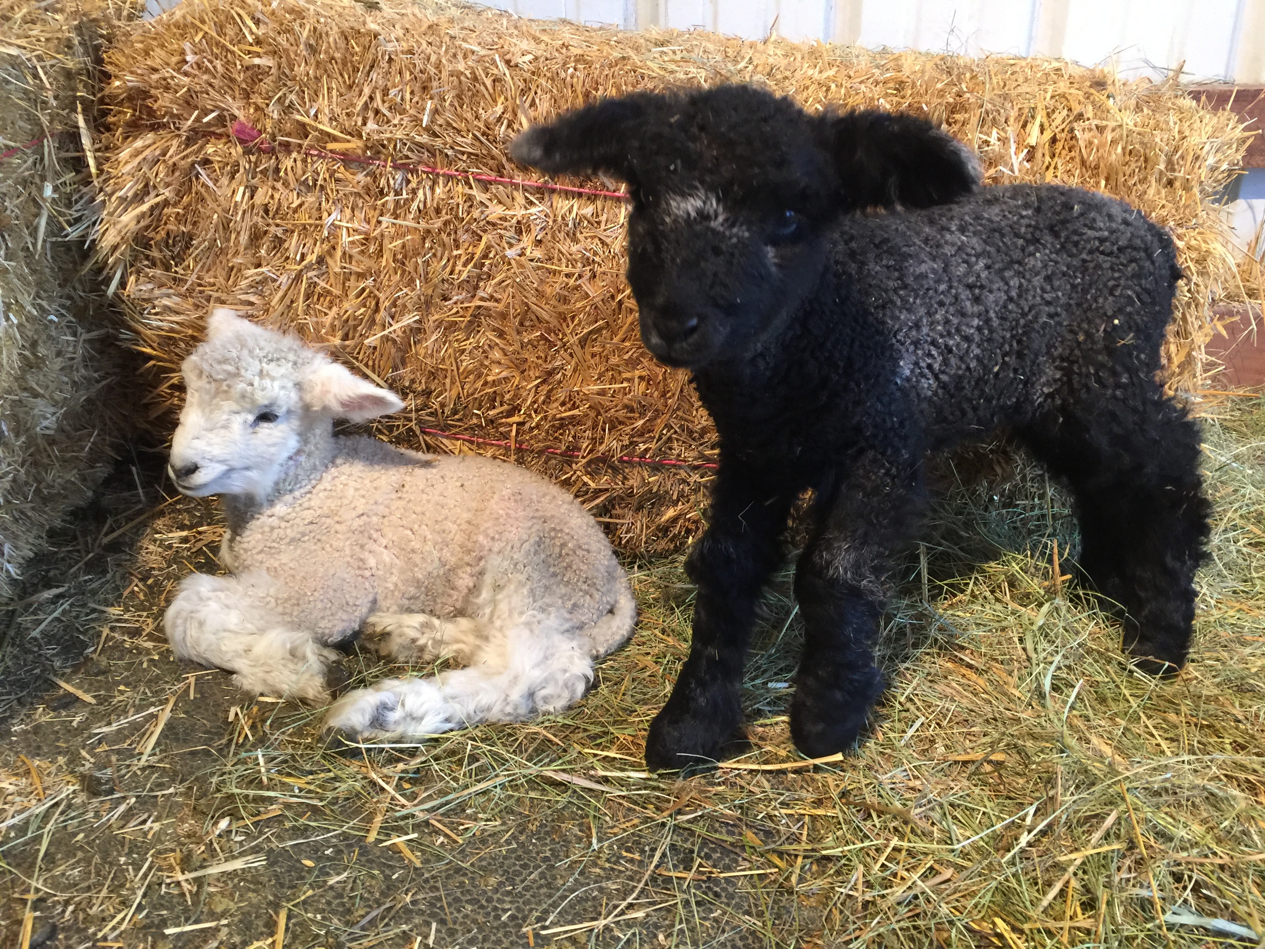 This is Bingley and his twin sister, Caroline. She is the blackest lamb we have had to date. The picture is slightly deceiving as she is blacker than she looks. I will try and get better pictures of her soon.