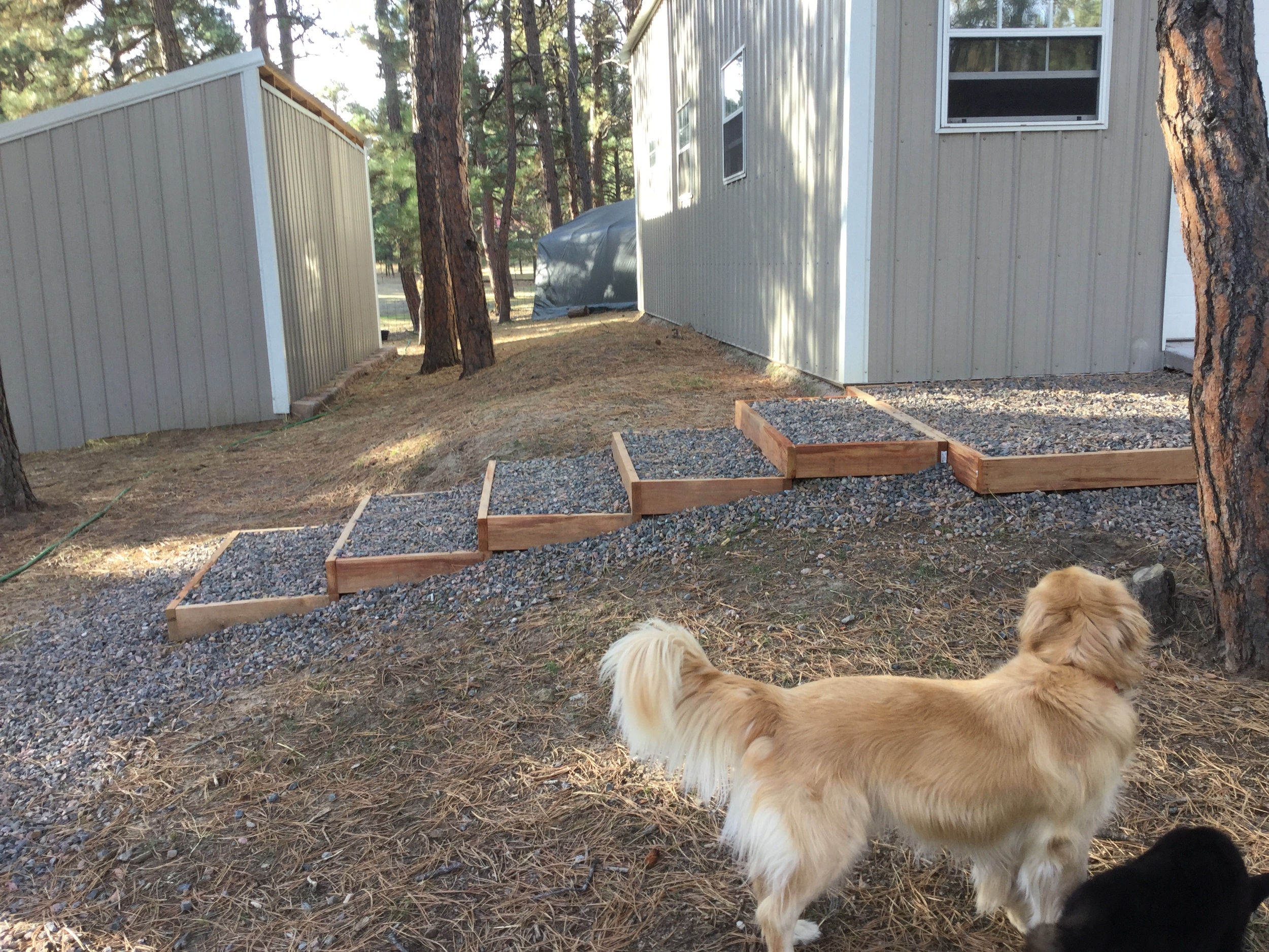 Bailey and our new German Shepherd puppy, Luna, observing our newly minted steps.