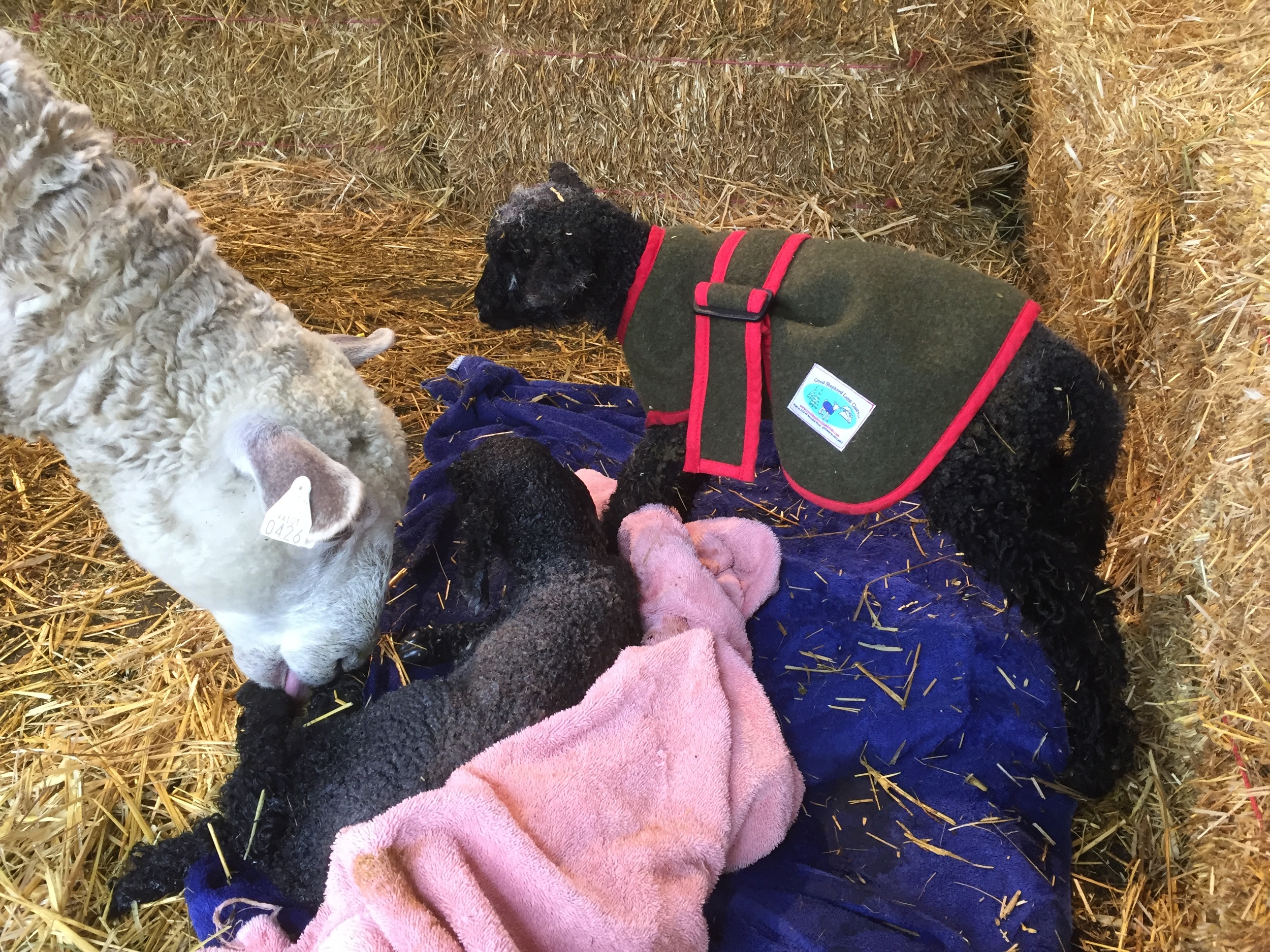 Just a few minutes after the second ewe was born. The one standing we are calling Silvertop and the new baby is called Silvertip. 