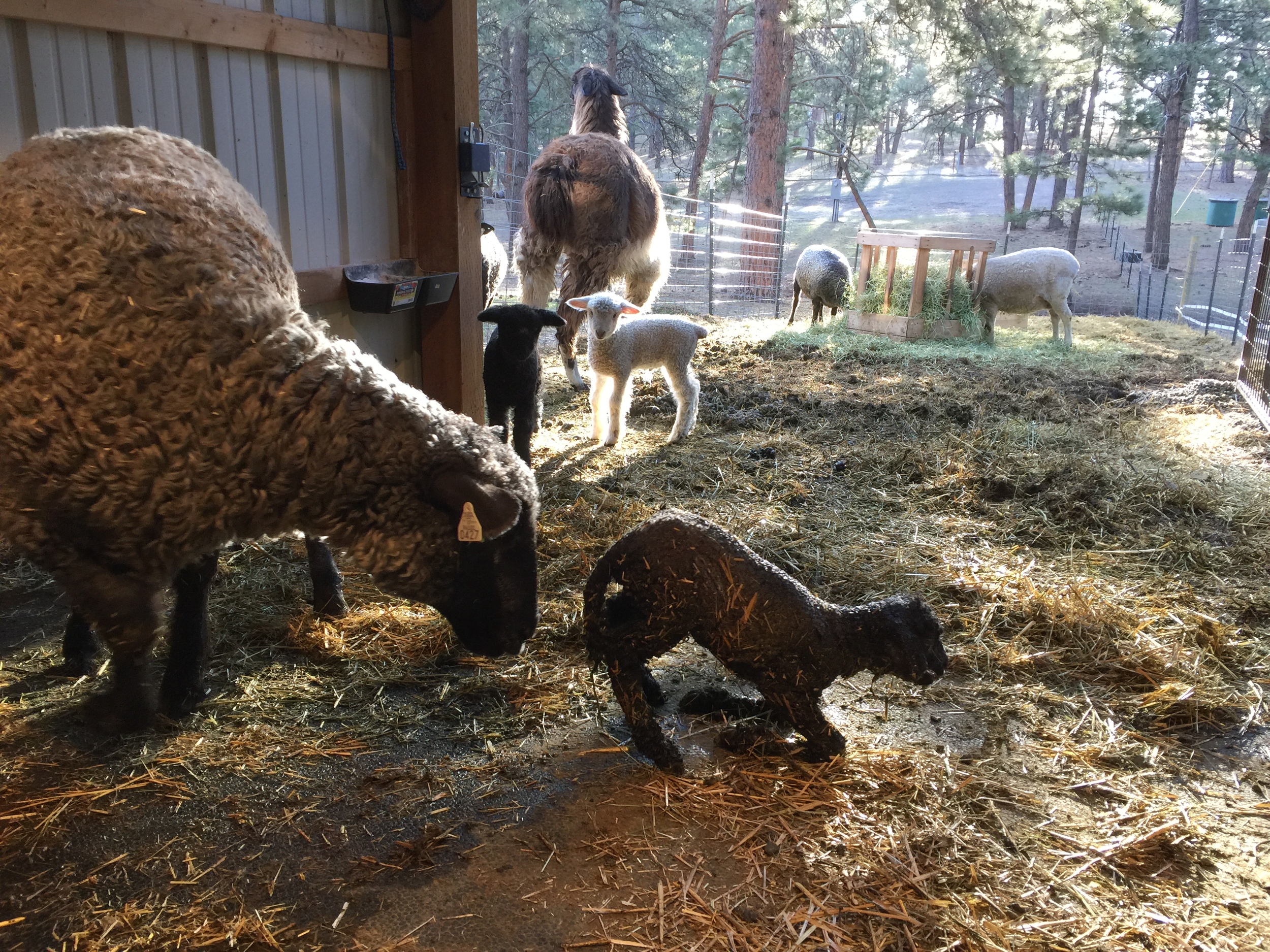 This is Georgiana, she is a black ewe our of Astrid x Gunter. Bingley and Caroline are checking out the new addition. Anik, the llama, has already been in to give her a good sniff.