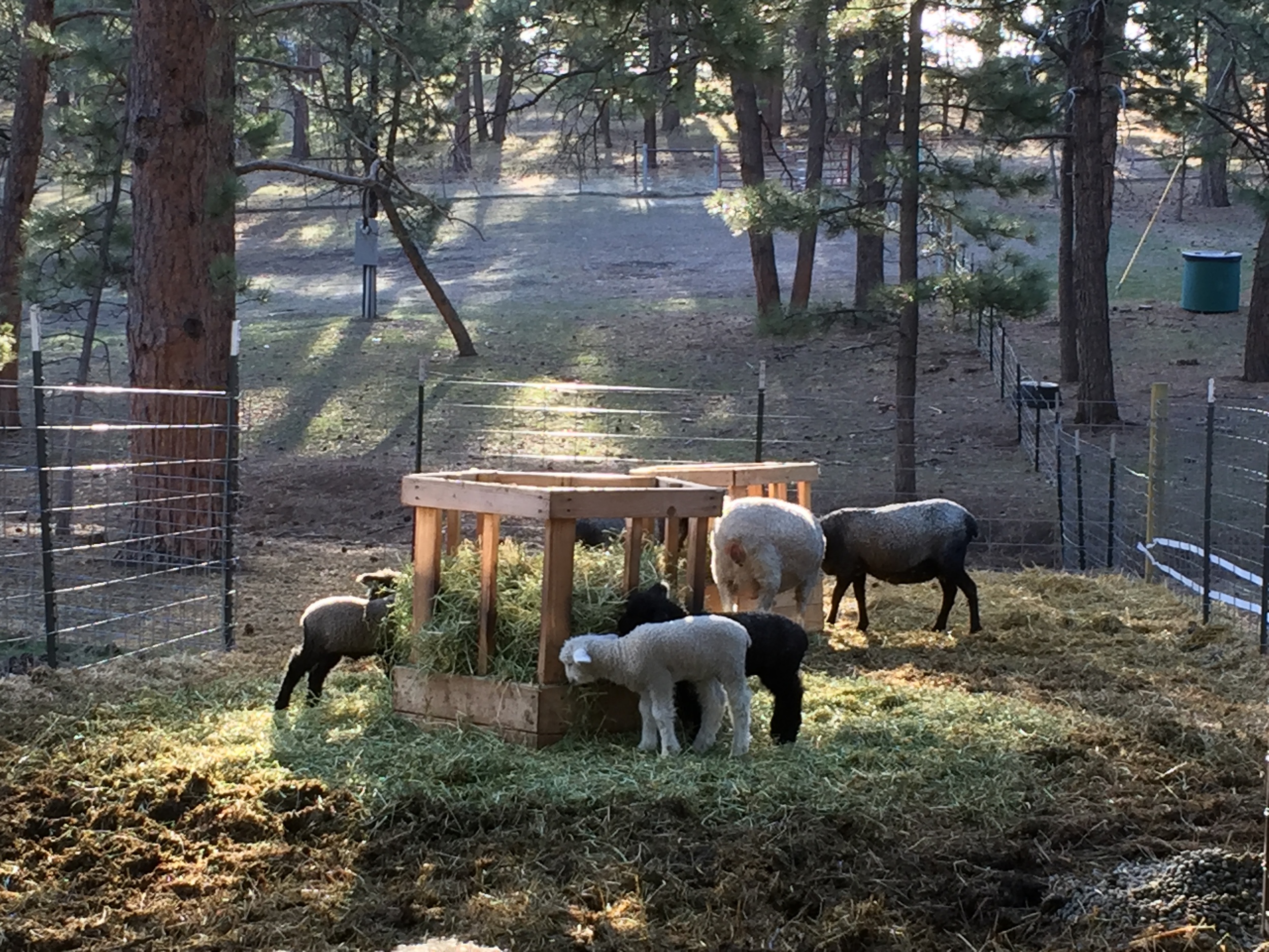 We will finish this post with a beautiful picture of the mama's and lambs in the morning light.